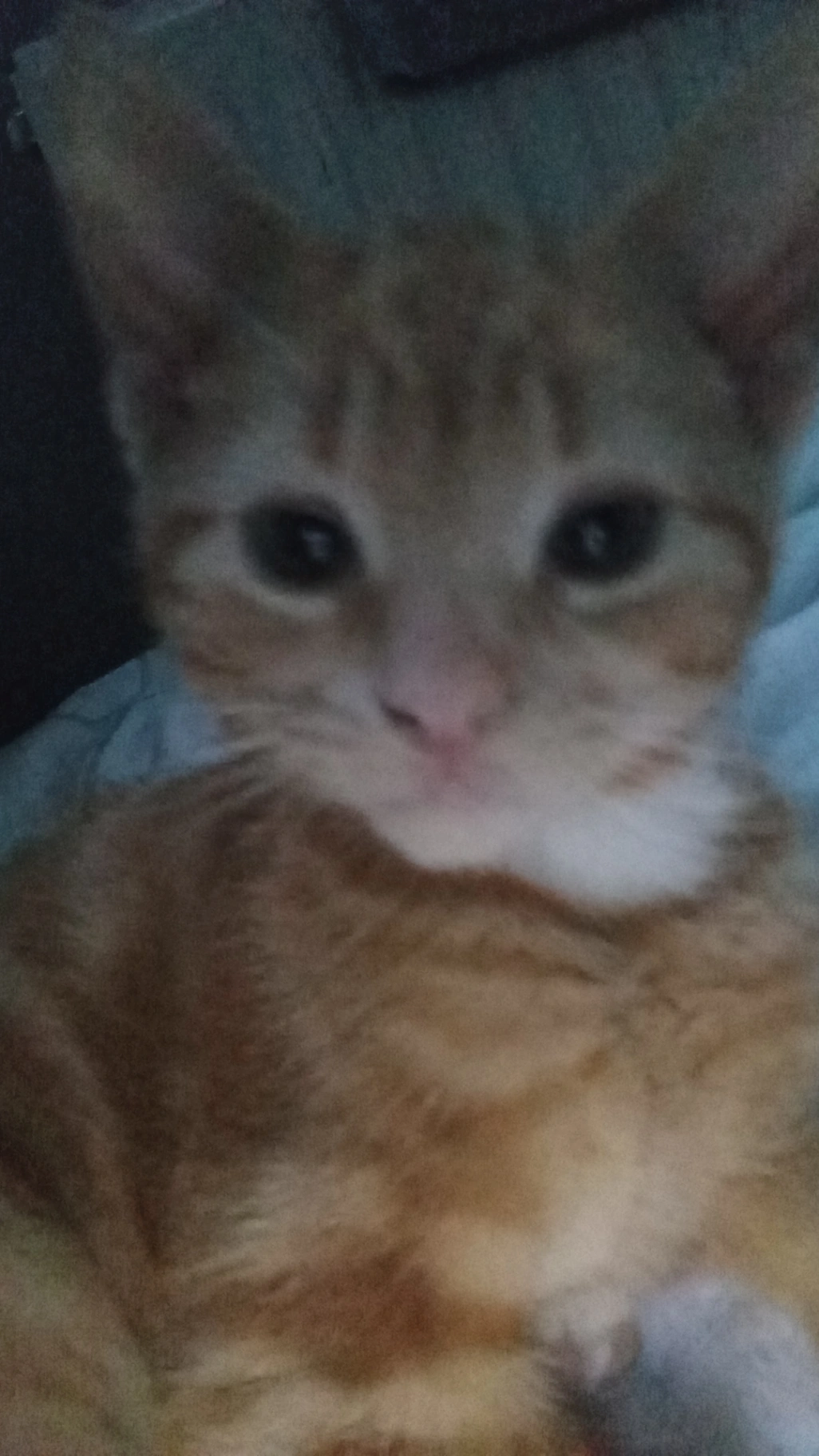 Garfield - Potternewton Mount, Leeds