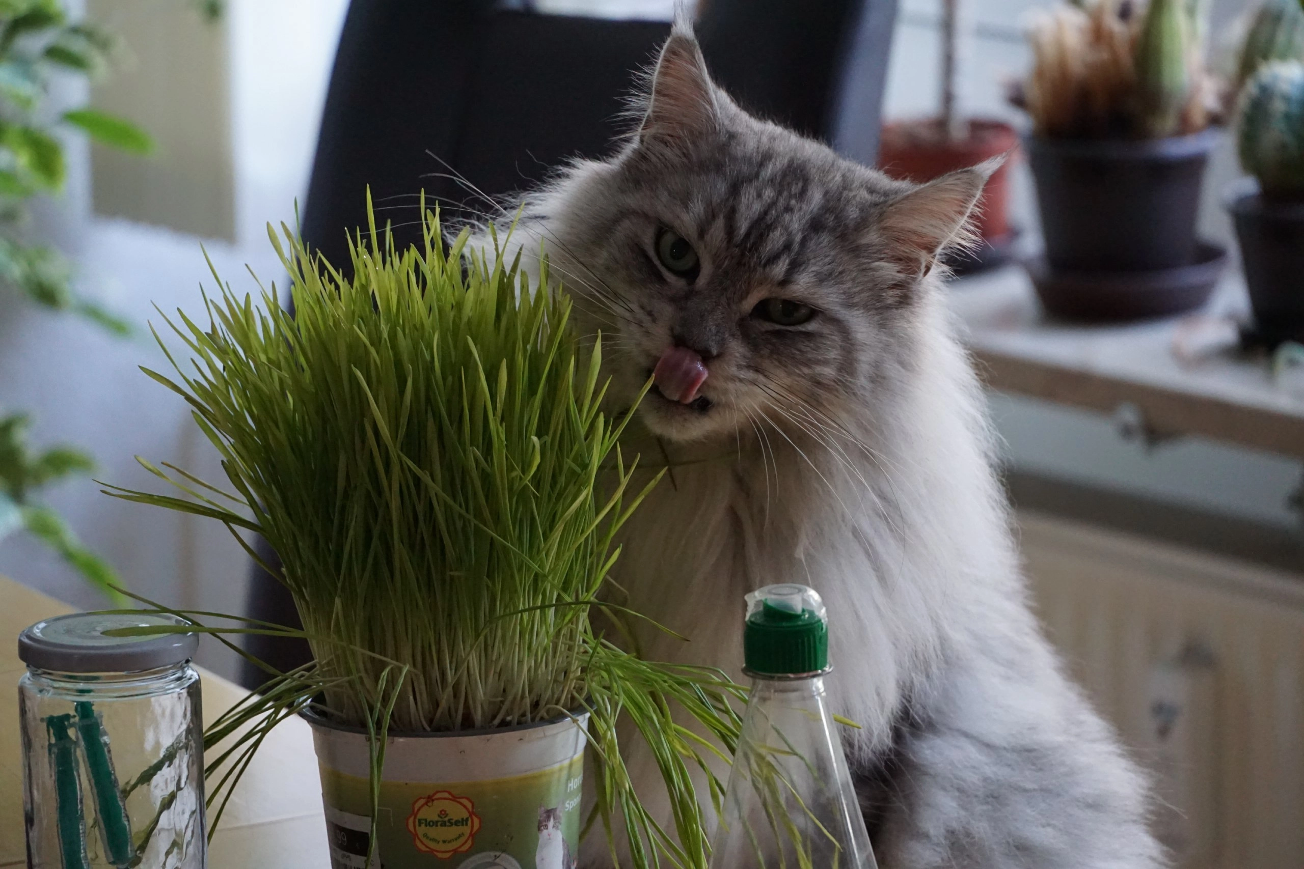 Keanu - Im Steinkamp, Sehnde