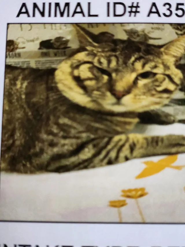 Missing Cat - Spruce Street, Indianapolis