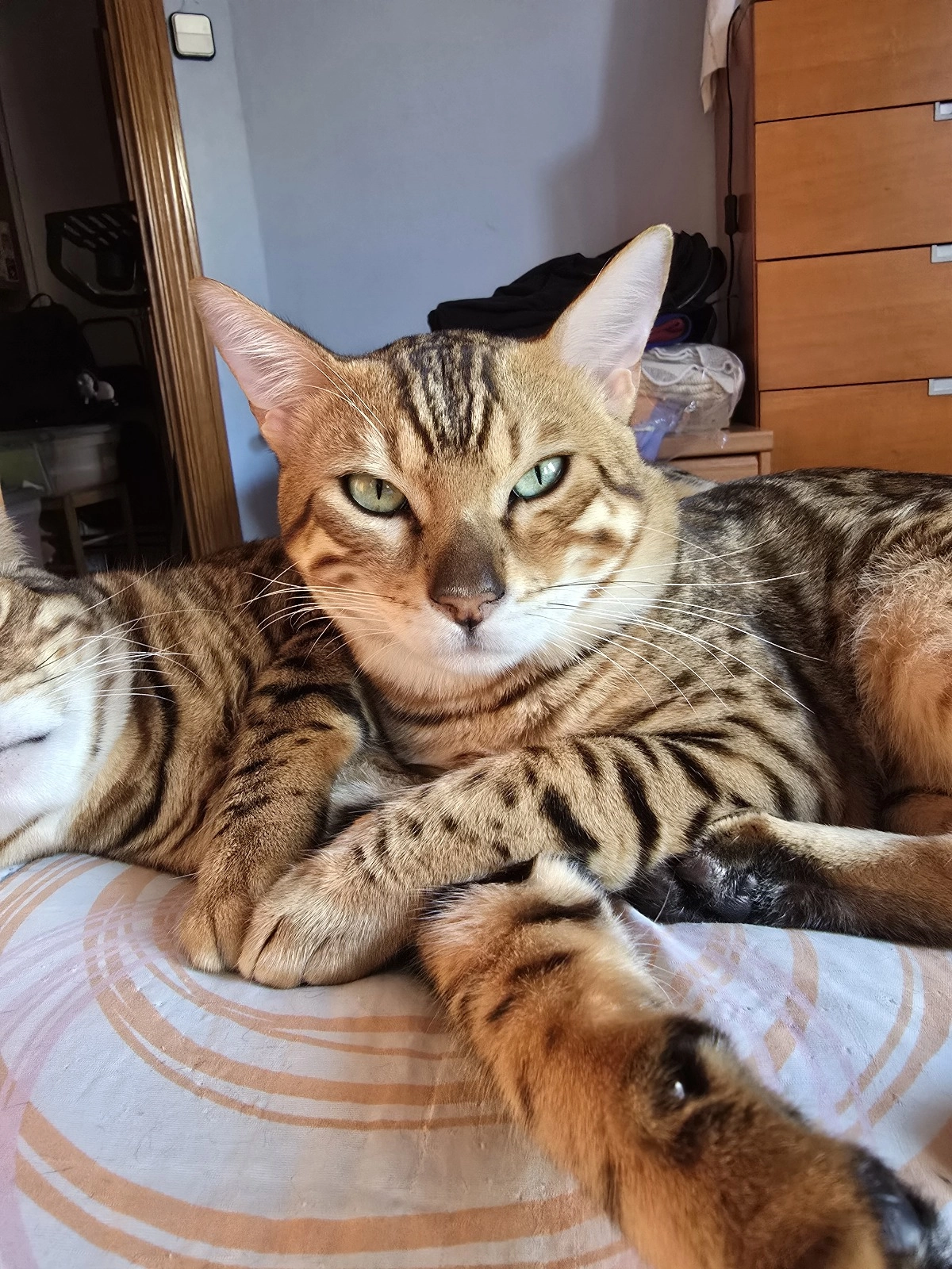 Peque - Calle de Sostres, Barcelona