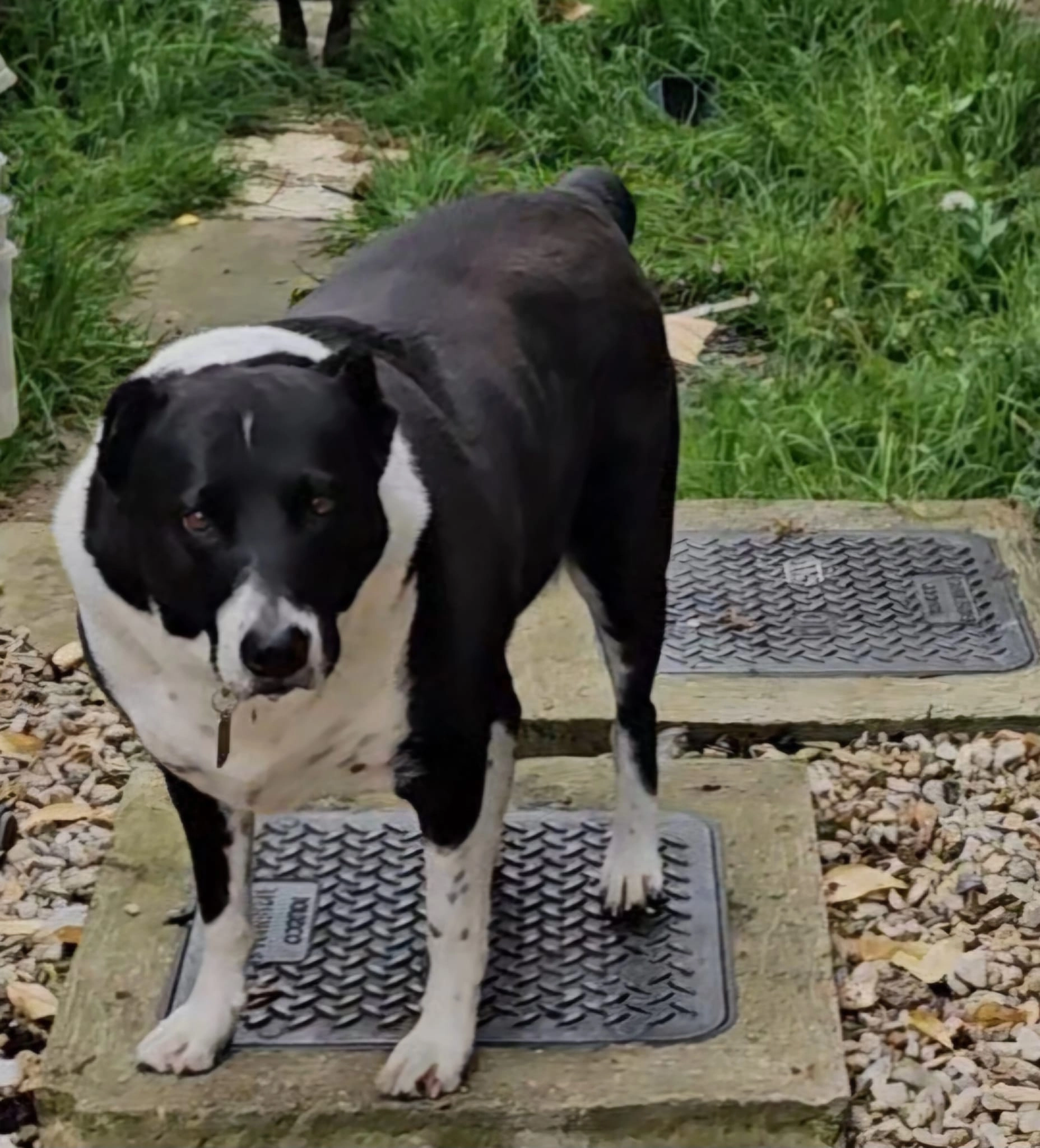 Zora - Rue des Fleurs, Massy