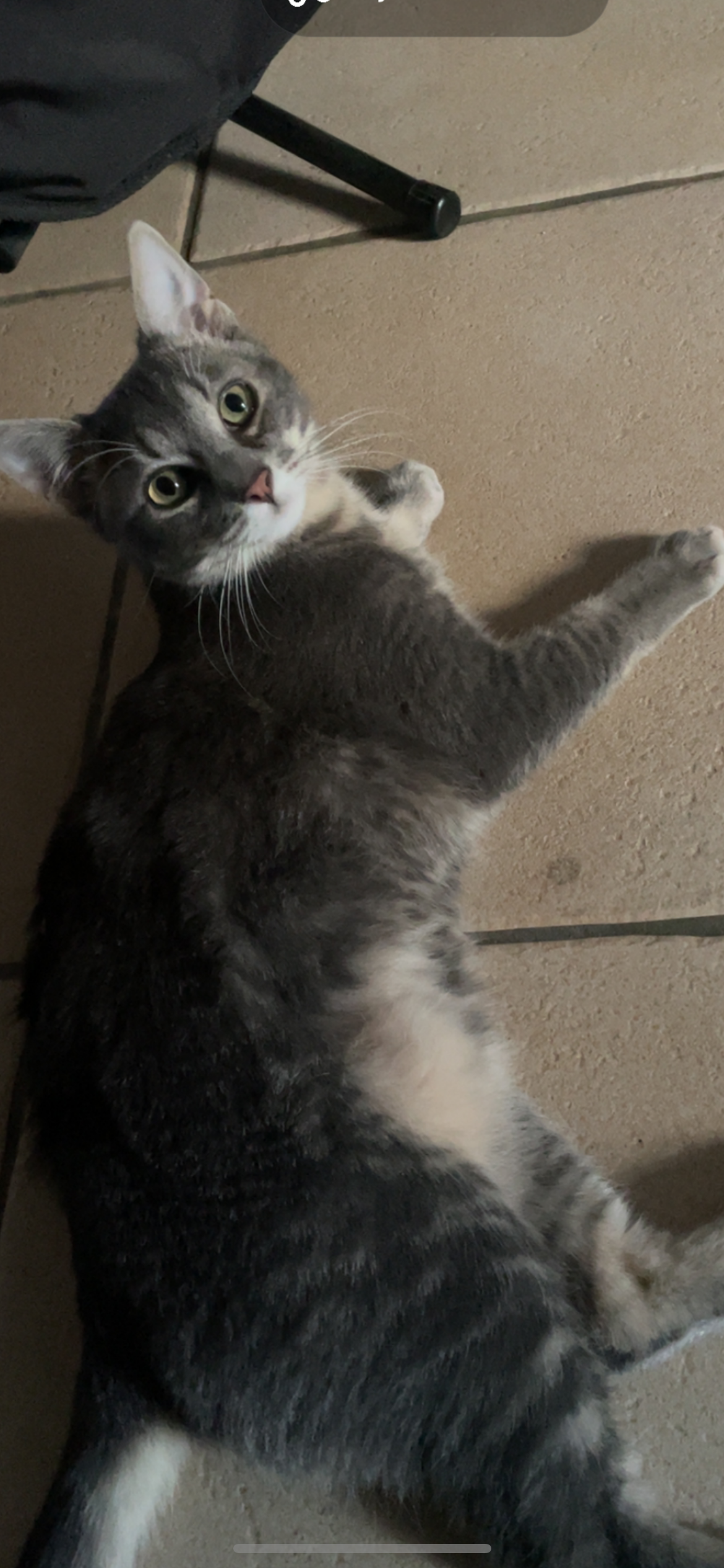 Gribouille  - Pont Saint-Ours, Coulanges-lès-Nevers