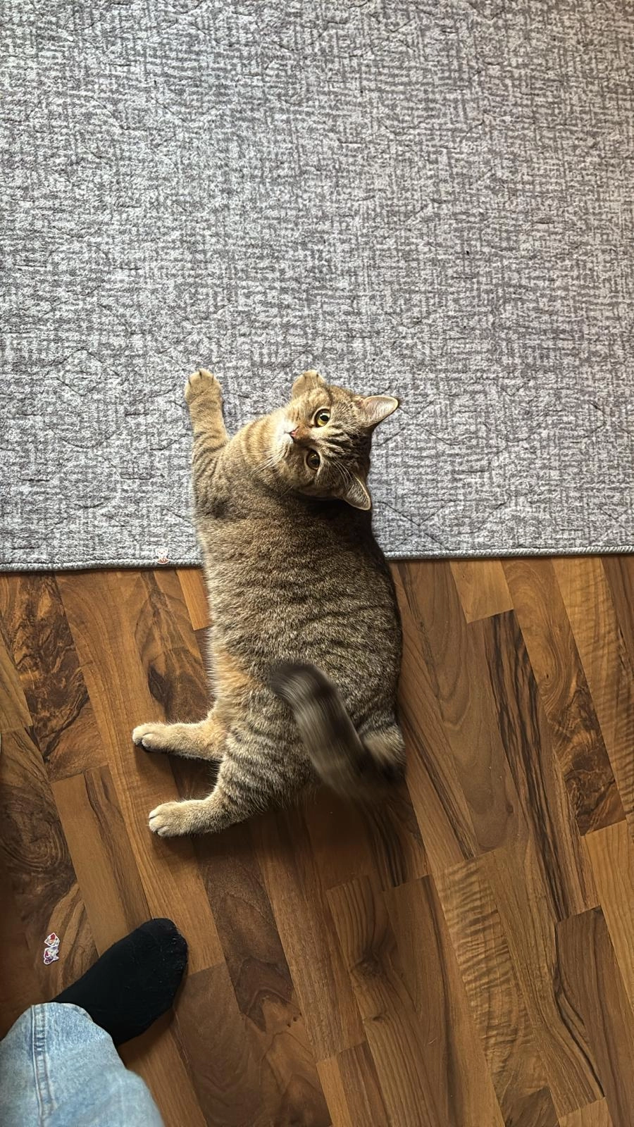 Minnos (Gesprochen wird Minnosch - Direktor-Schau-Gasse 15, Wiener Neustadt