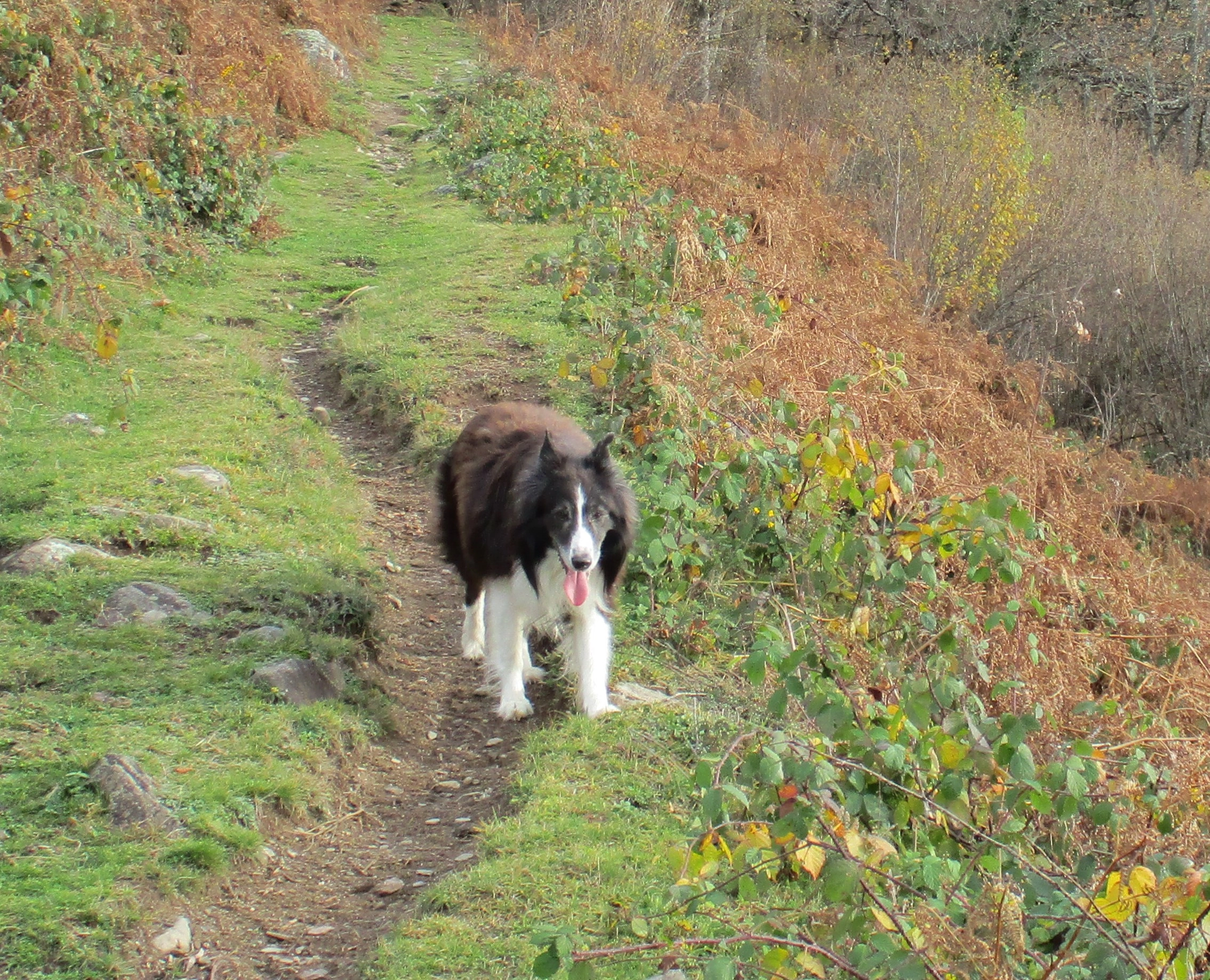Gus - Route Du Gave D'aspe, Eysus