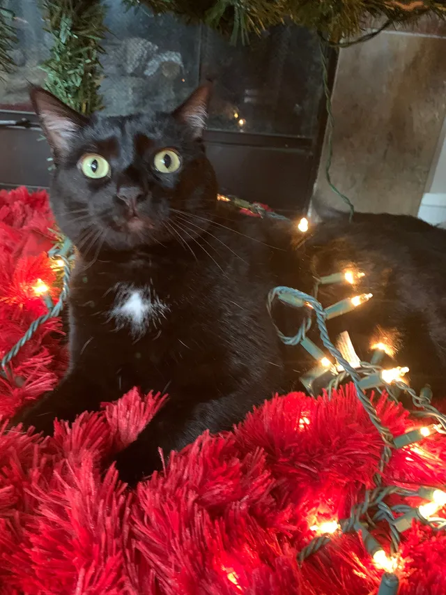 Tabitha  - Lamp Lite Lane Southeast, Cedar Rapids