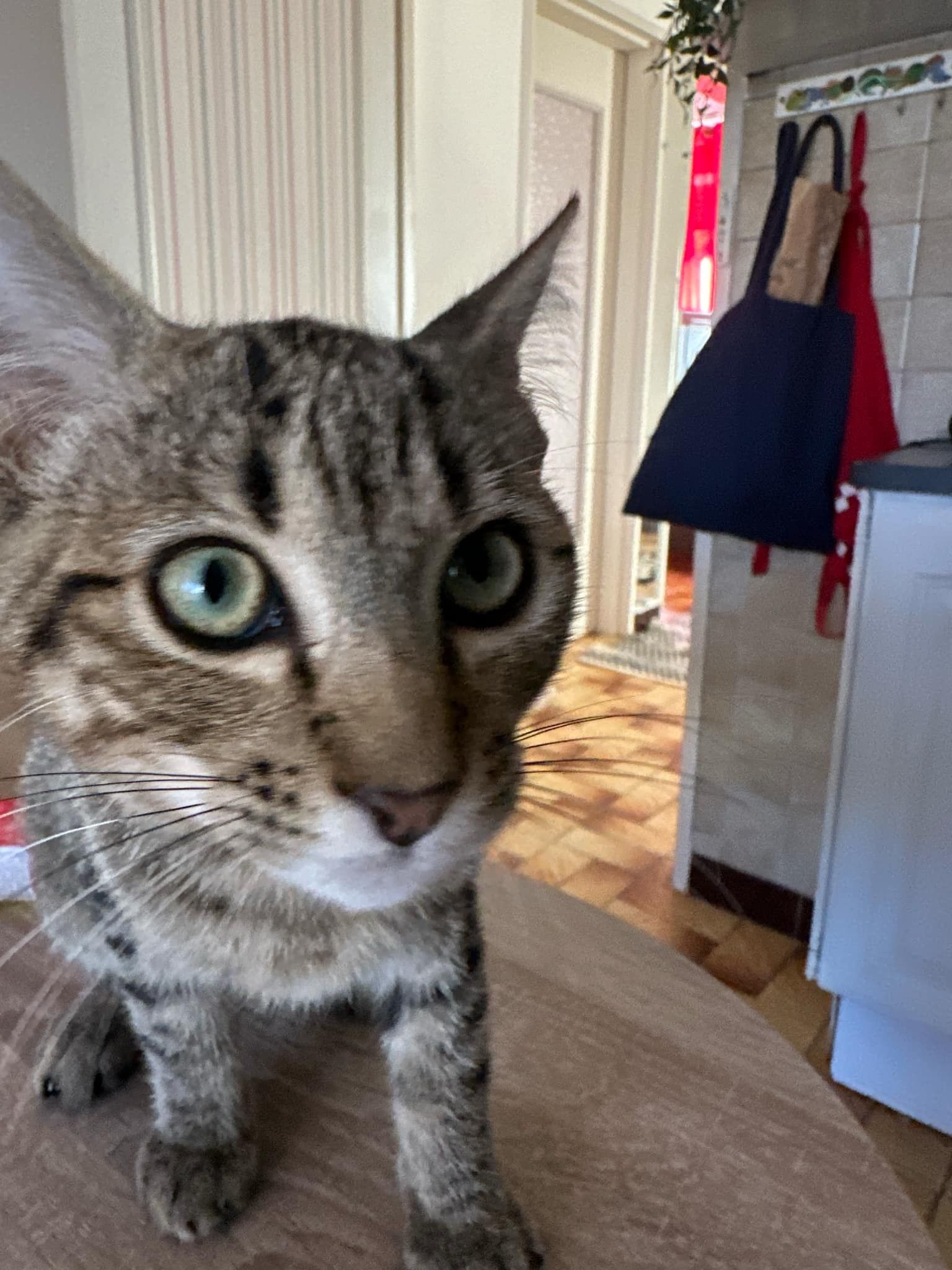 Mimi - Rue de Savoie, Castres