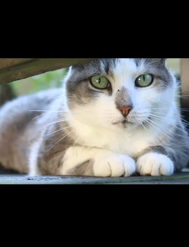 Mittens  - Drew Ct, Monmouth Beach