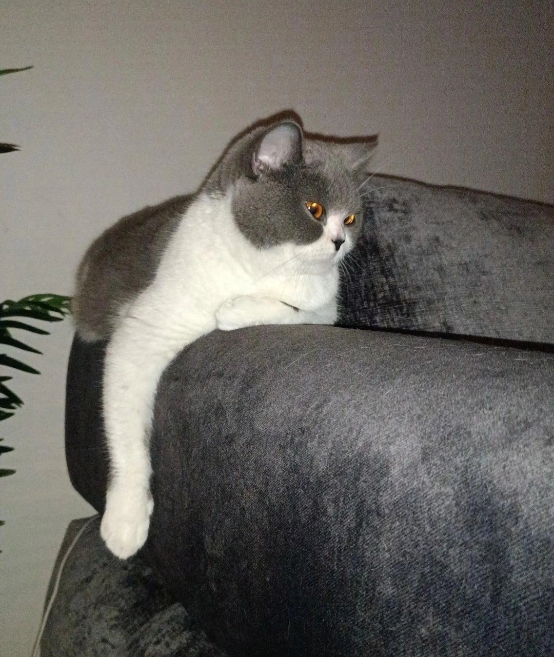 Regiert nur auf meine Stimme  - Vogelweiderstraße 93, Wels