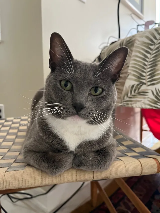 Sox - 90 Brookside Ln, Palm Coast