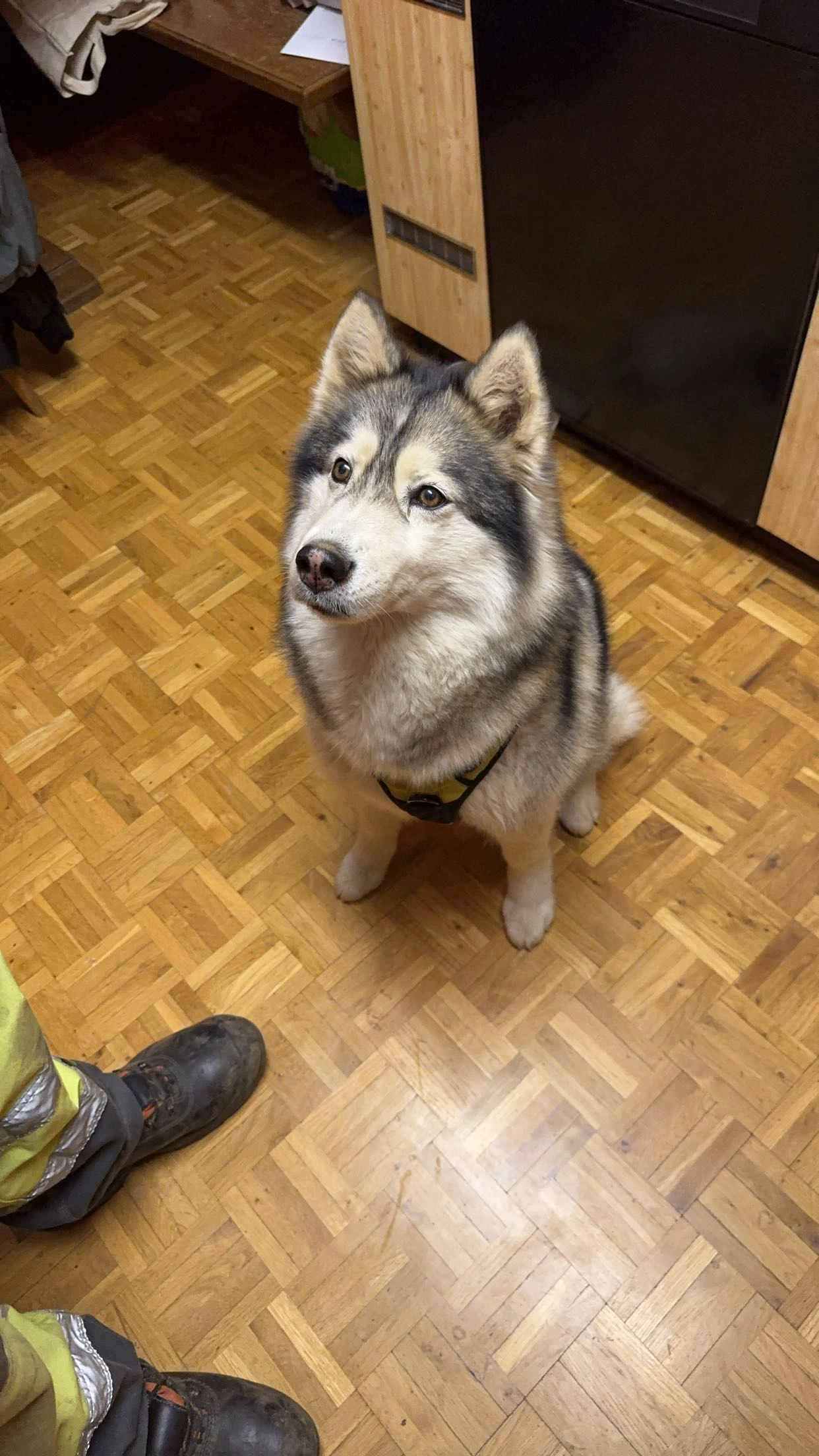 Maxima  - Schulhausstrasse, Hasle