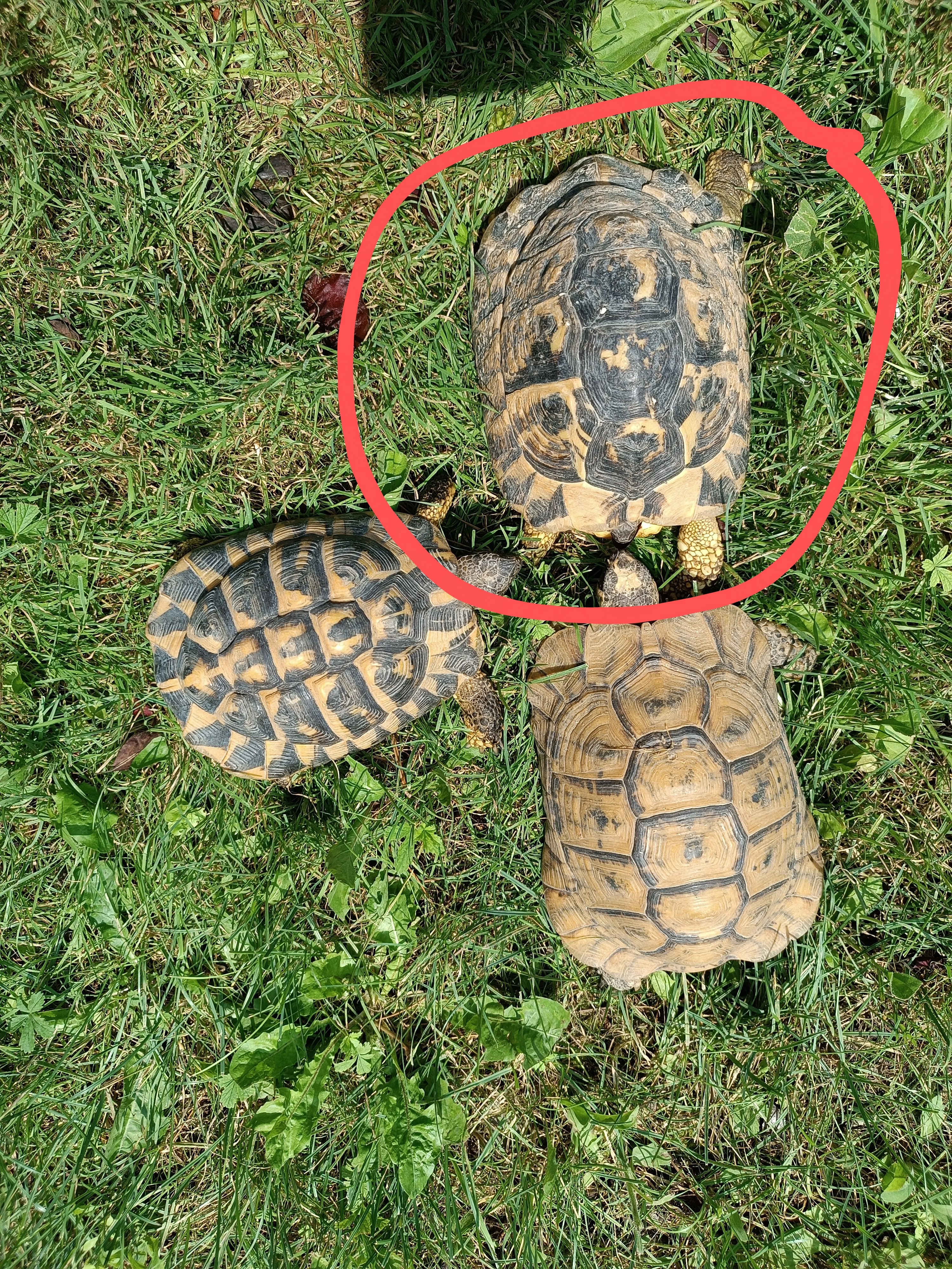 Tortue - Route D'apt, L'Isle-sur-la-Sorgue