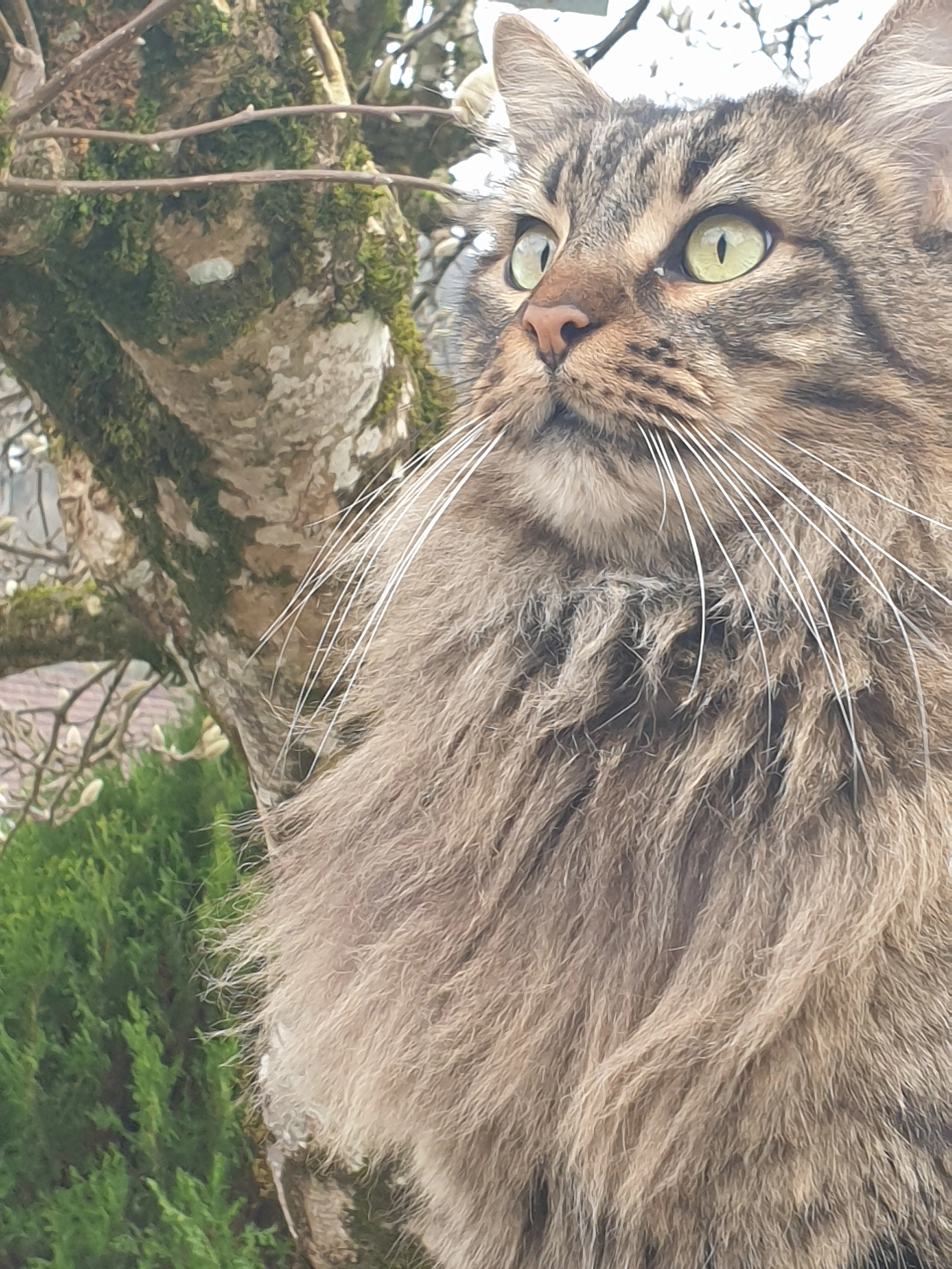 Rimka - Rue Derrière Les Jardins, Conliège