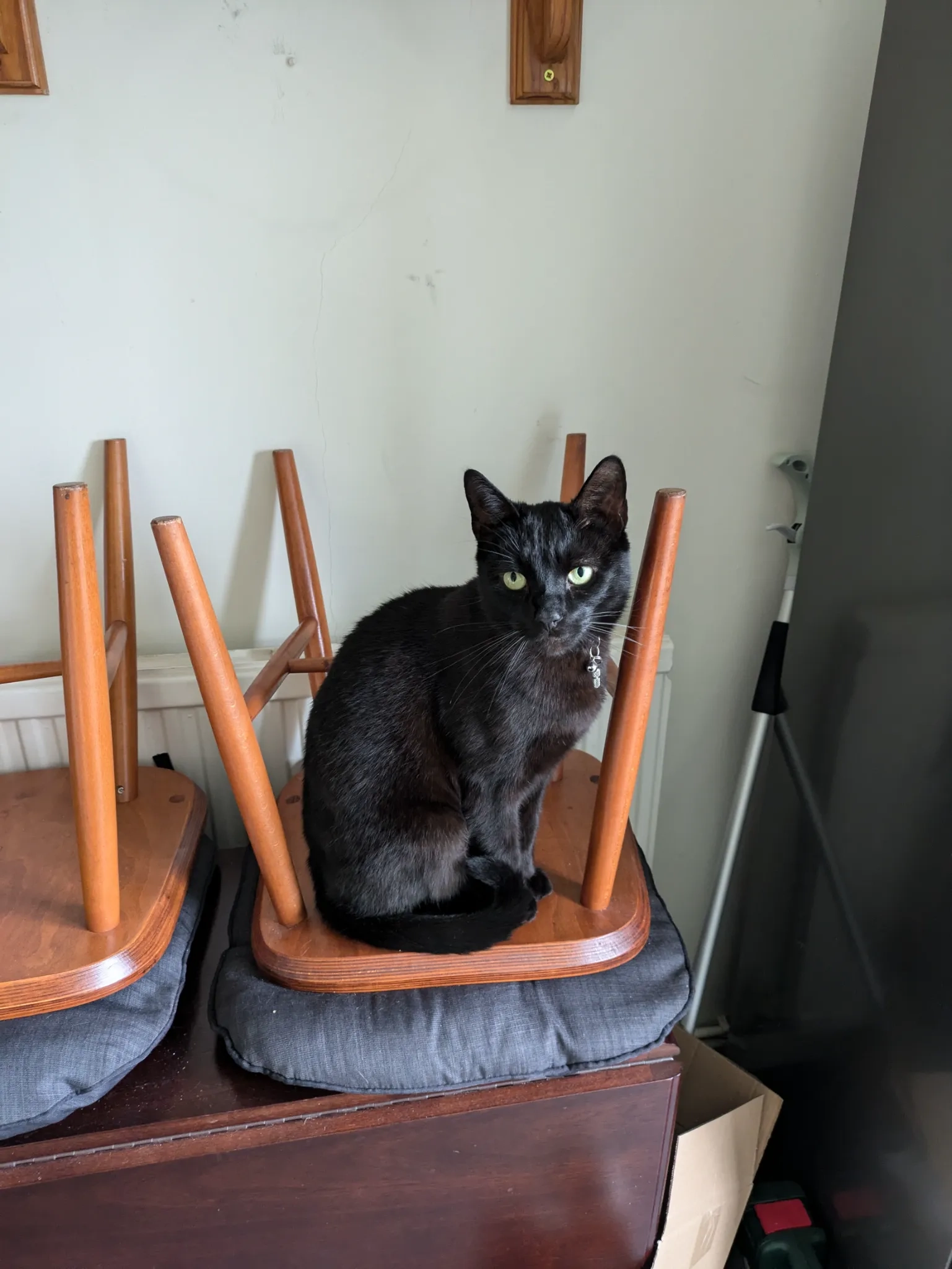 Ziggy - Ecton Walk, Norwich