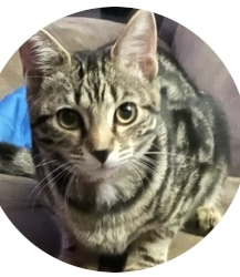 Luna - Murray-Smith Drive, Yeovil