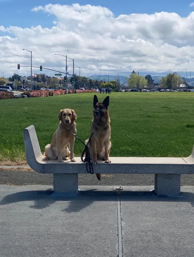 Lola y vaca - Florida Street, Vallejo