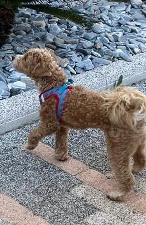 Bobby - Adnan Menderes Caddesi, Döşemealtı