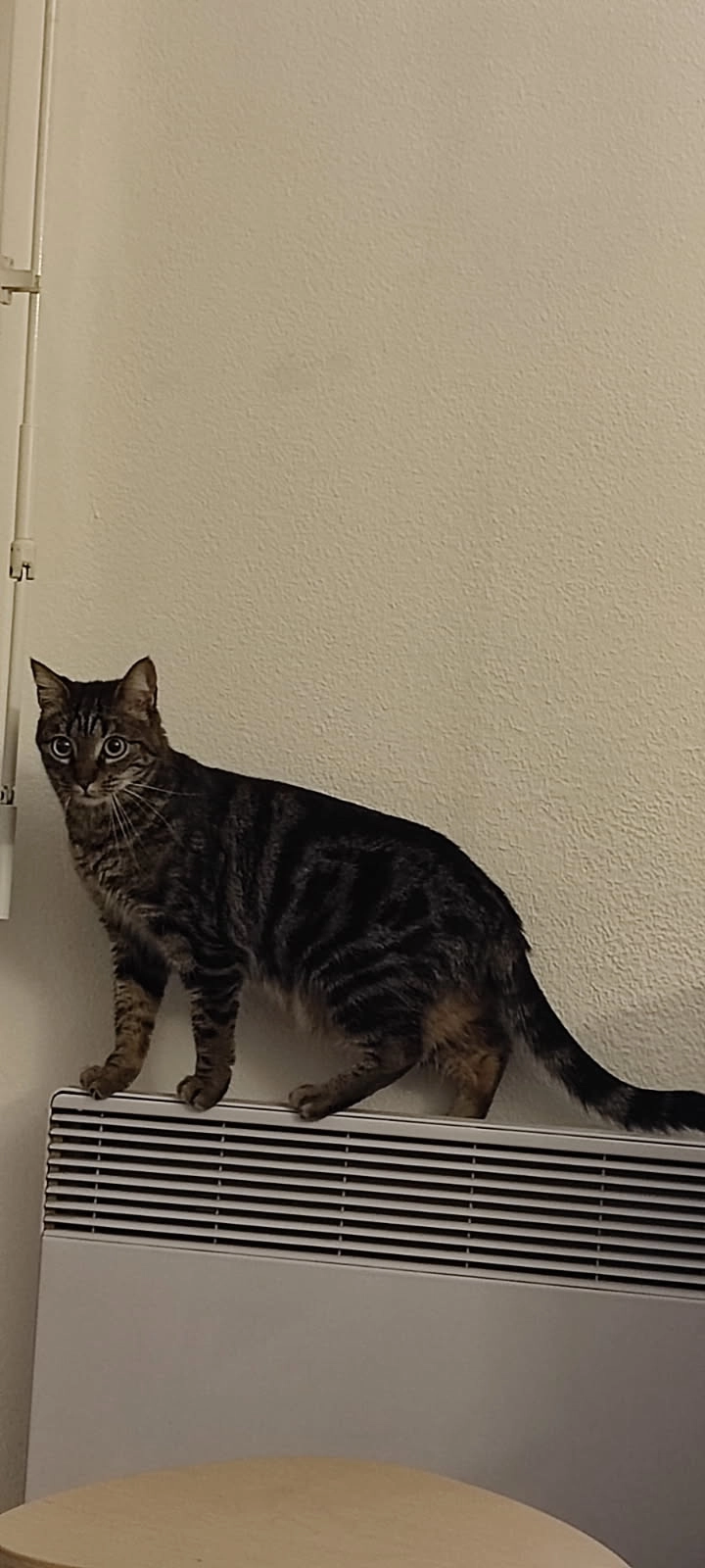 Toastine - Rue de la Devèze, Mérignac