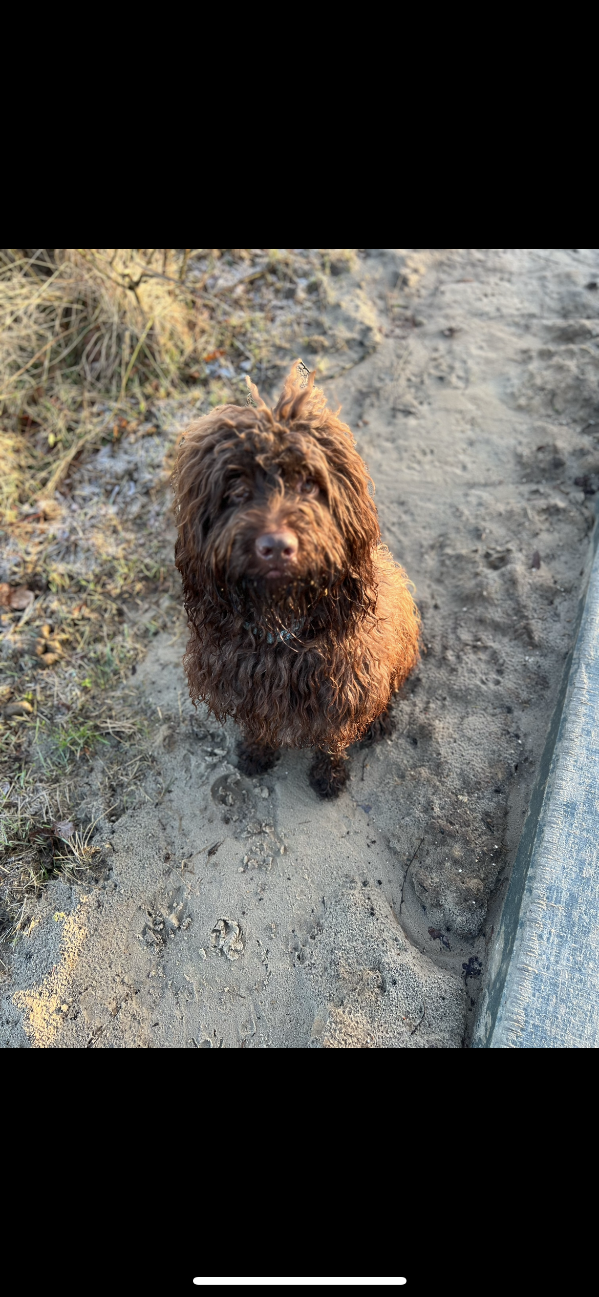 Teddy - Veldkamp, Havelte