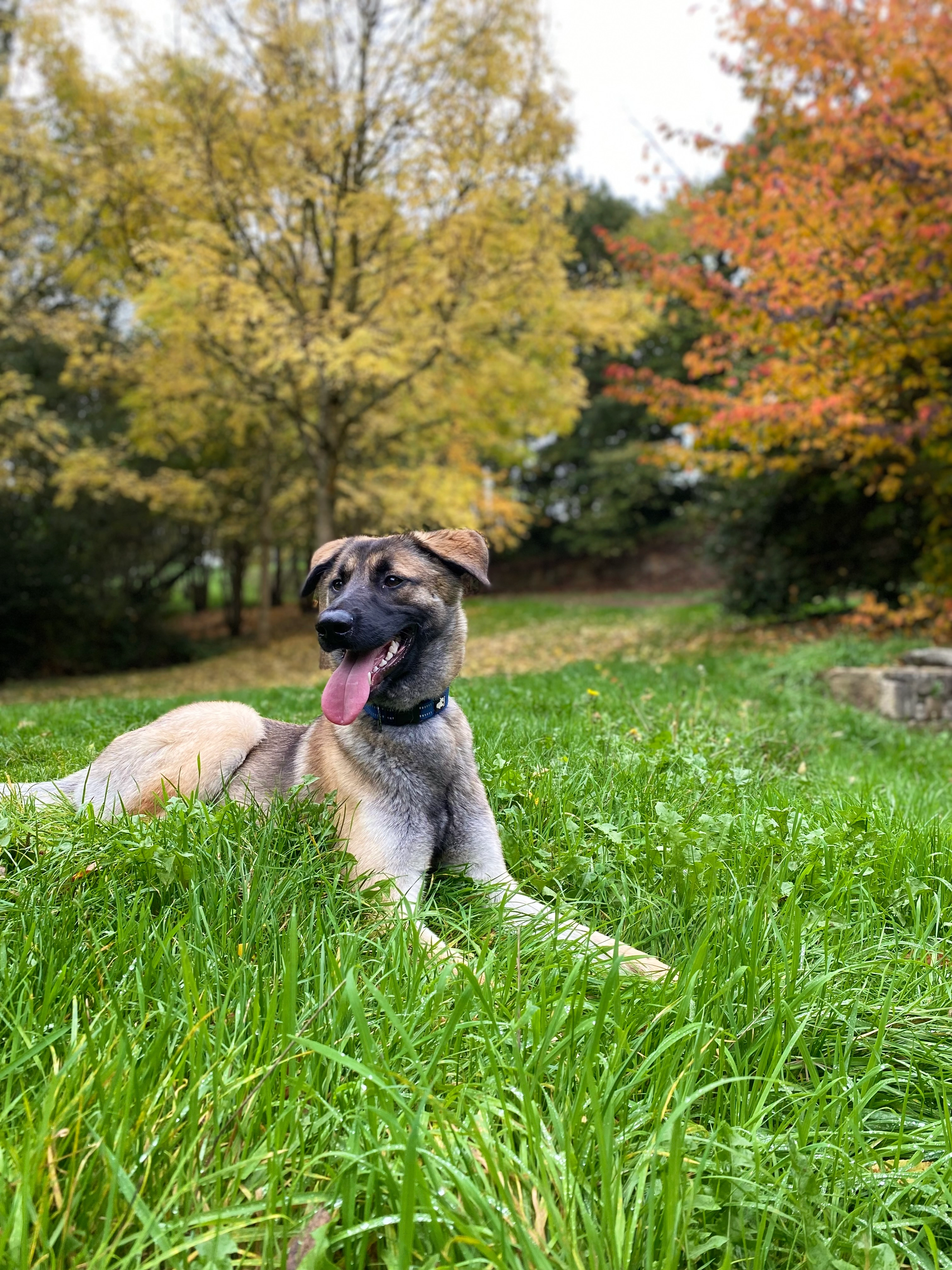 Rocket - 21 Rue Henri Gaillard, Pontivy
