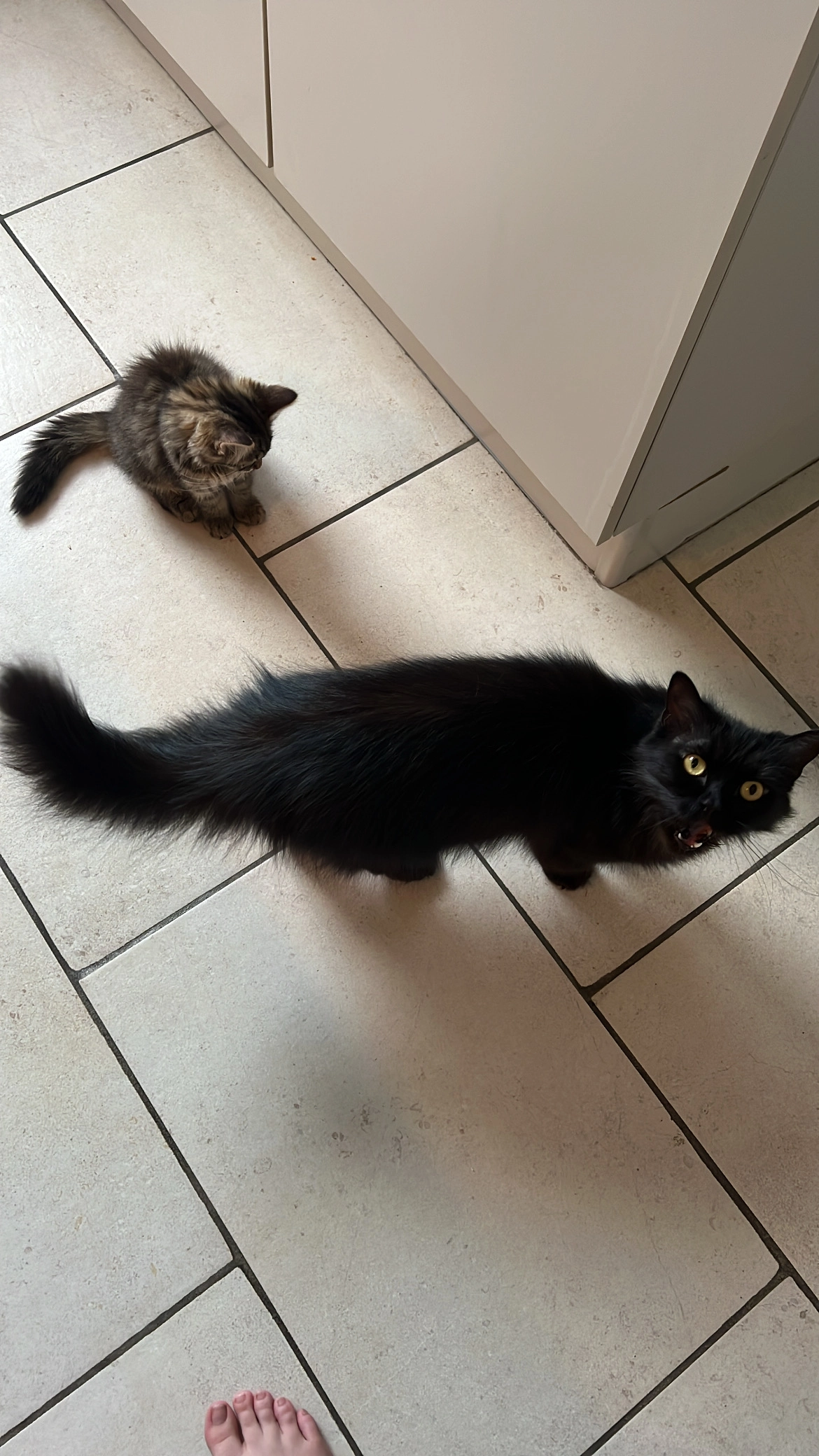 Lowi - Rechtstraat, Lokeren