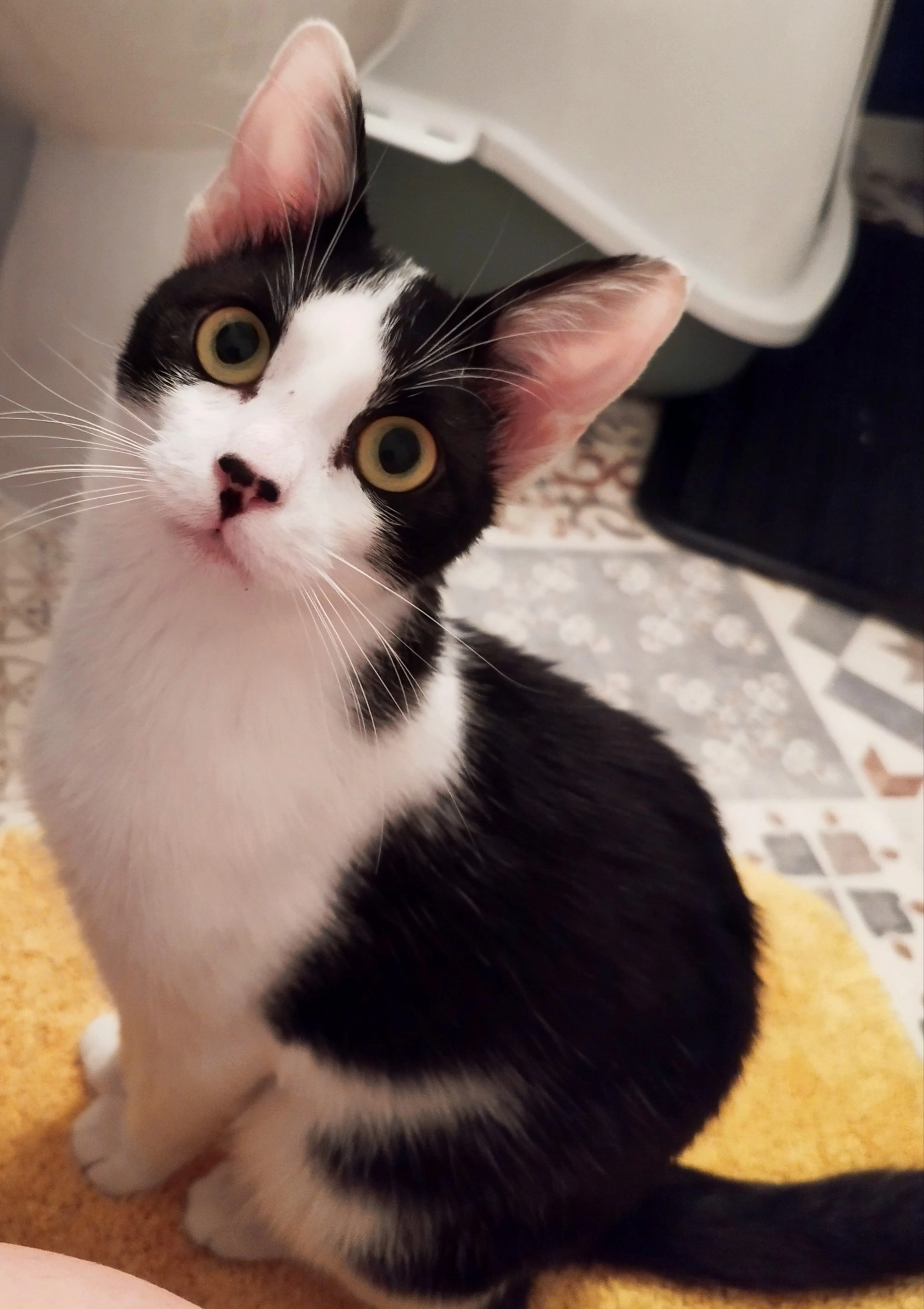 Szilveszter  - Marek József Utca, Budapest