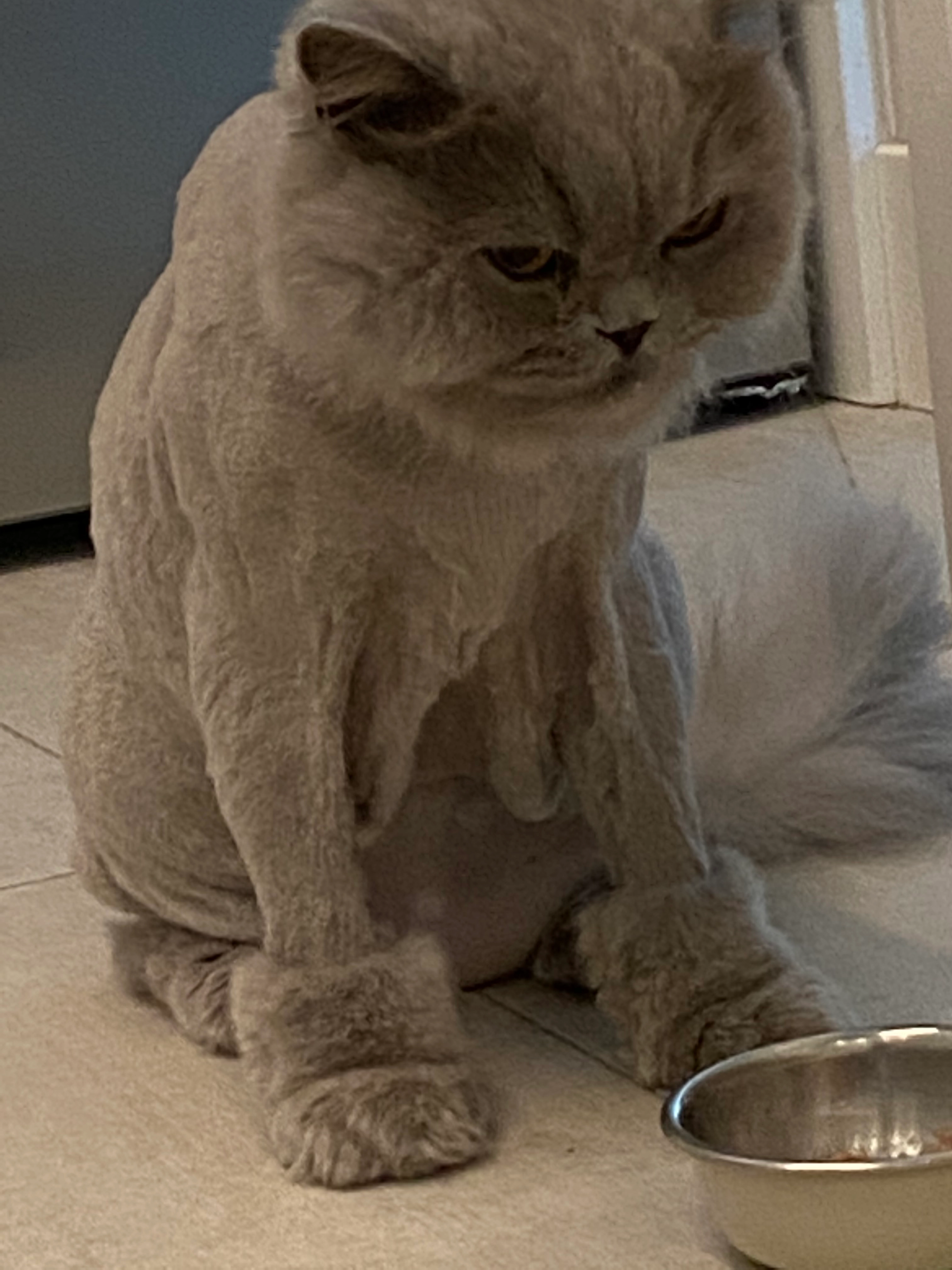 Hagrid - Ur San Francisco, Marbella