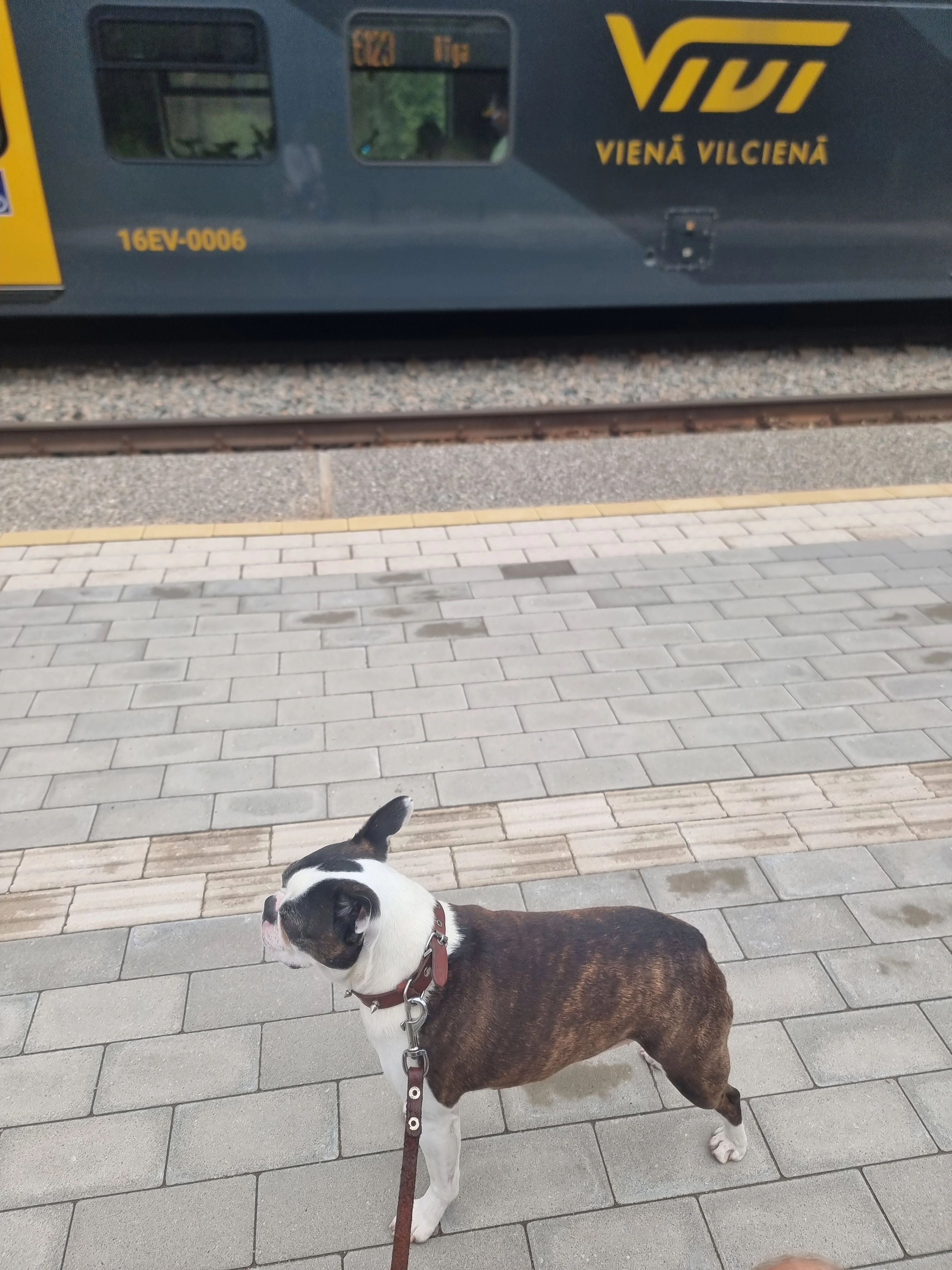 Notarious - Tilžės G., Šiauliai