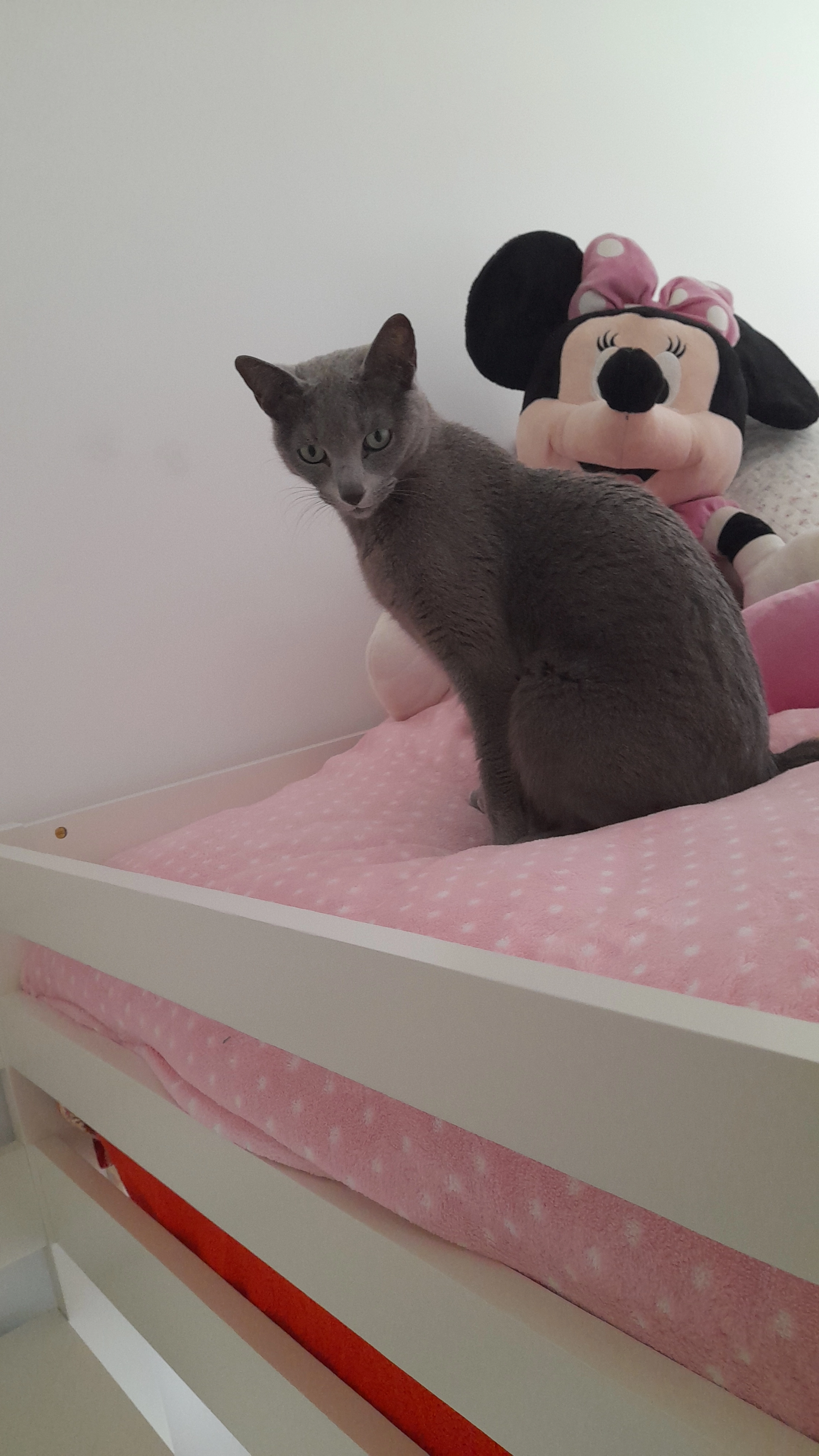 Missing Cat - Avenida de los Derechos Humanos, Vitoria-Gasteiz