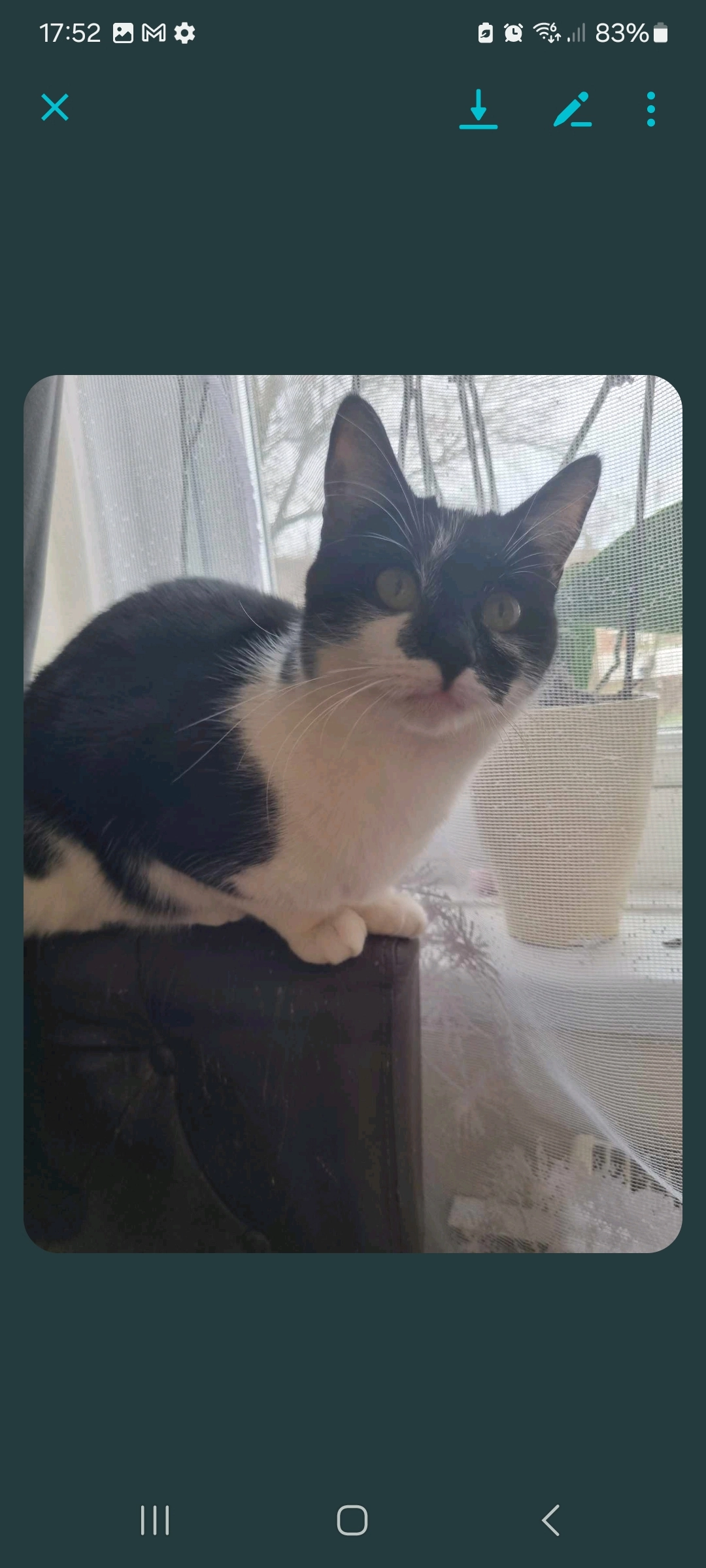 Missing Cat - Arthur Street, Ammanford