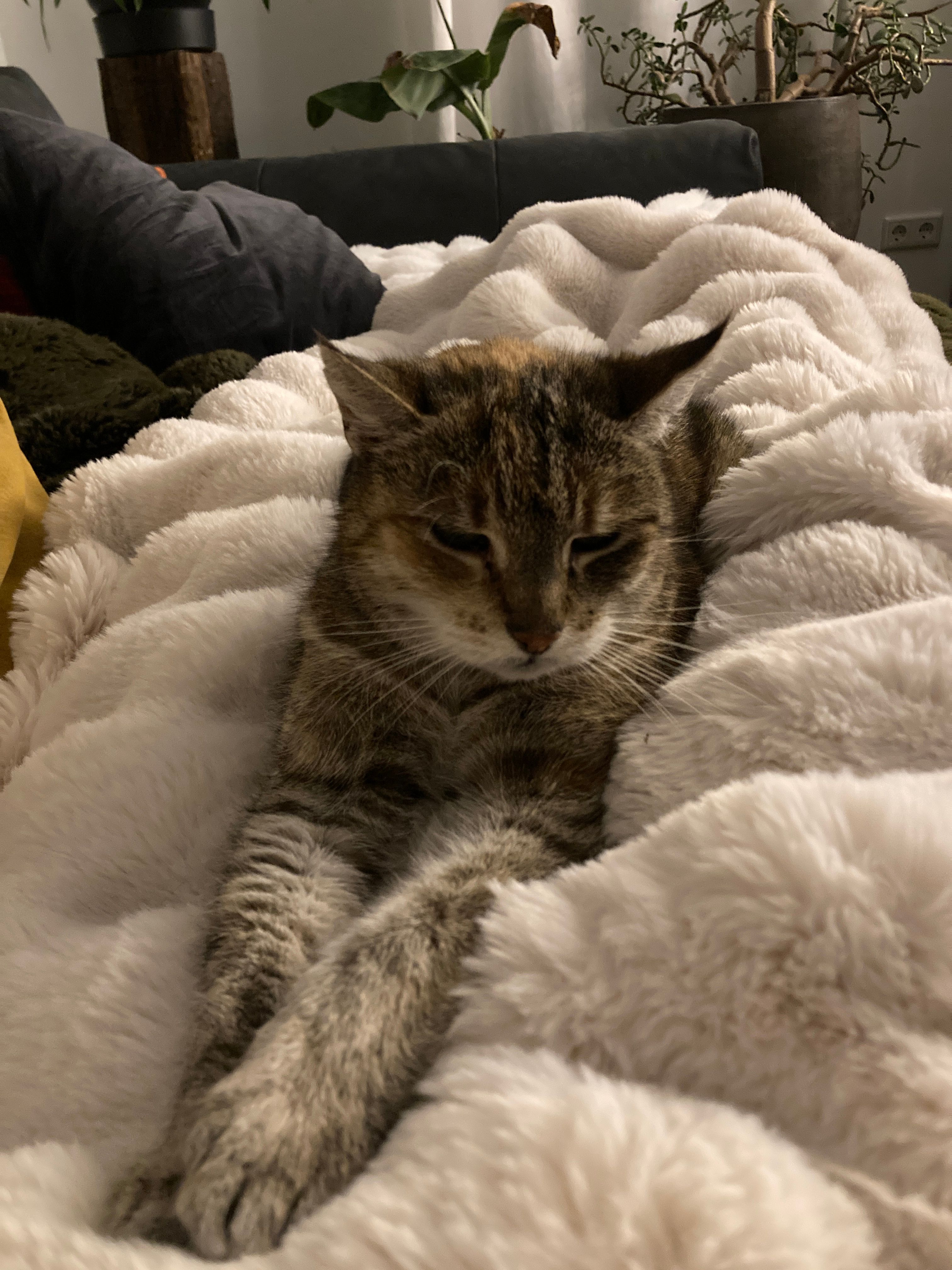 Lucy - Birkenweg, Pettendorf