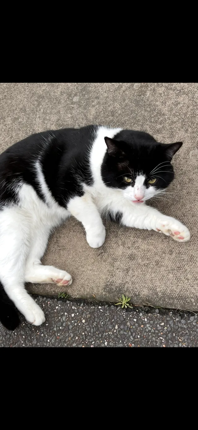 Cookie - Marston Gardens, Barnfield Ward, Luton