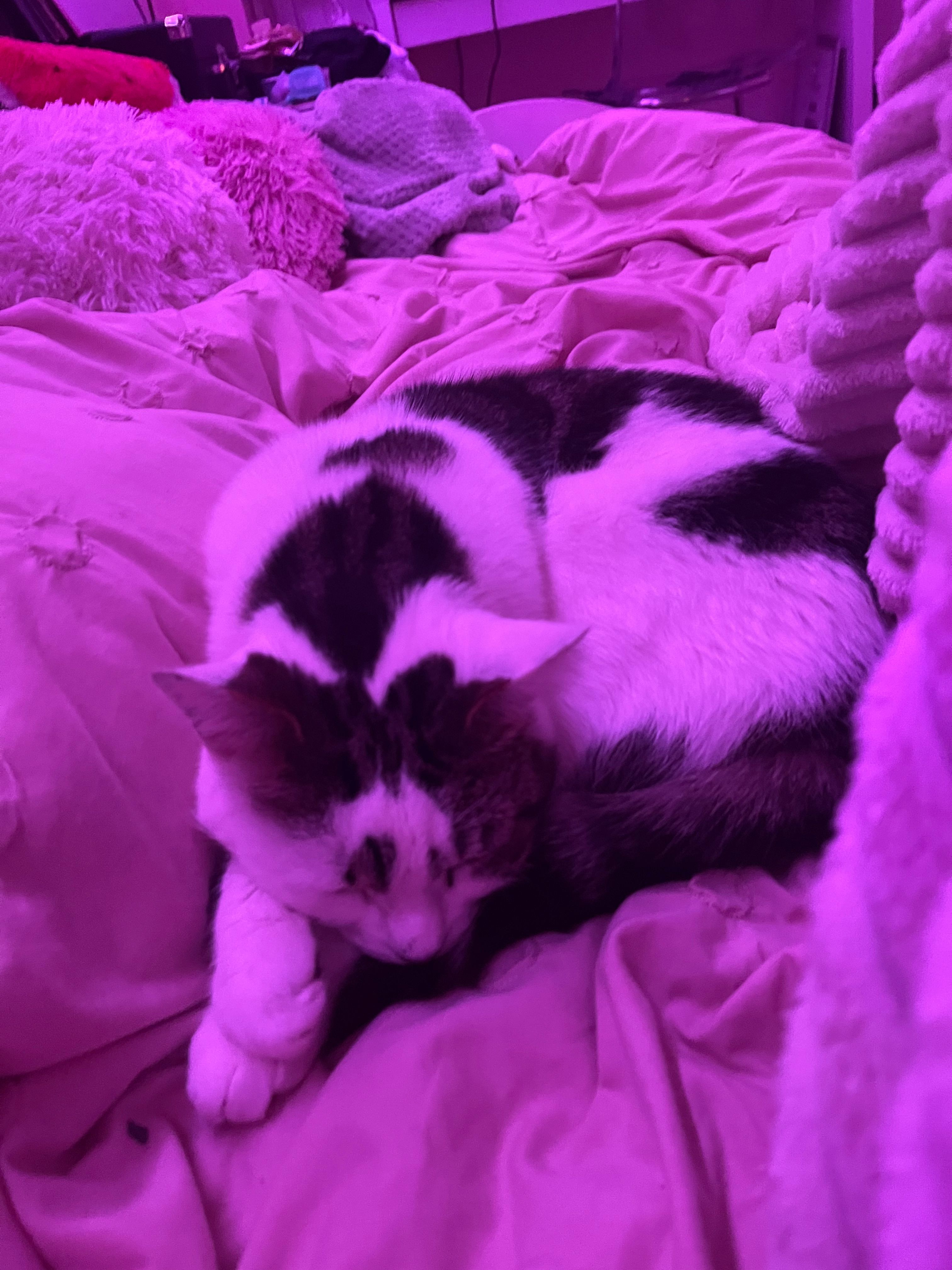 Seamus - Rowallan Drive, Stirling