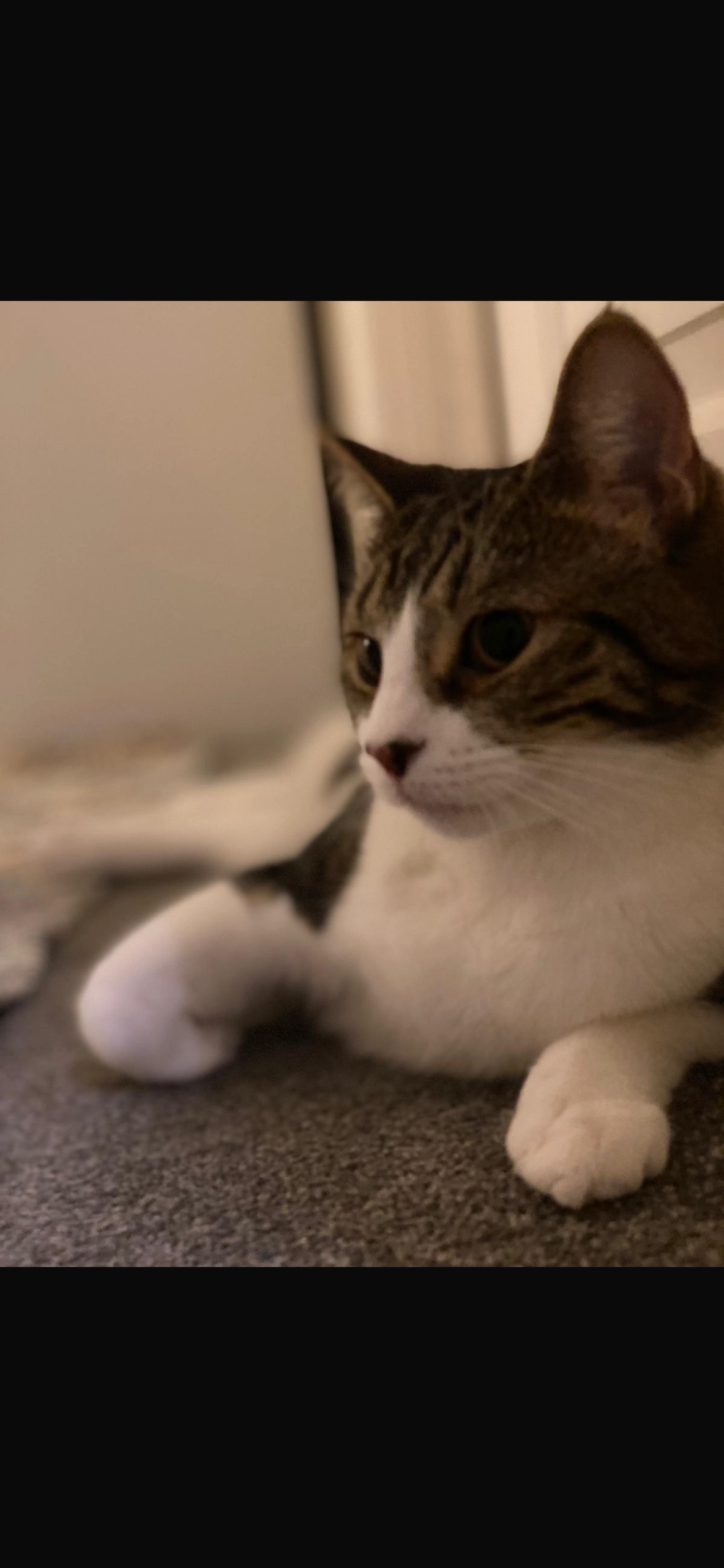 Bisha - Victoria Gardens, Leicester