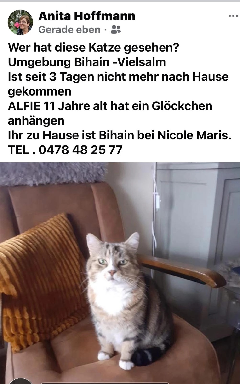 Alfie - Bihain, Vielsalm