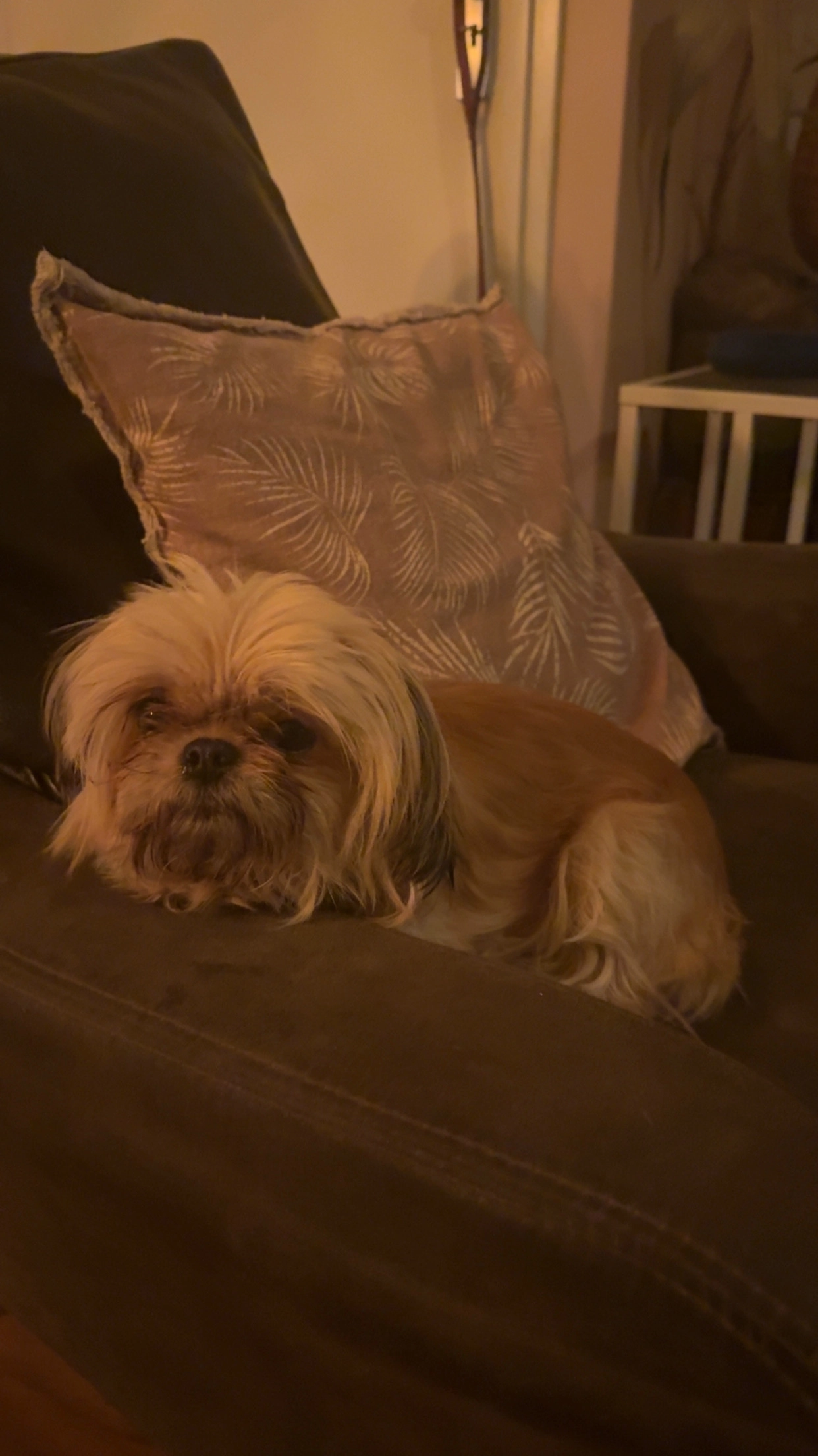 Pip - Nootdorpsepad, Den Haag