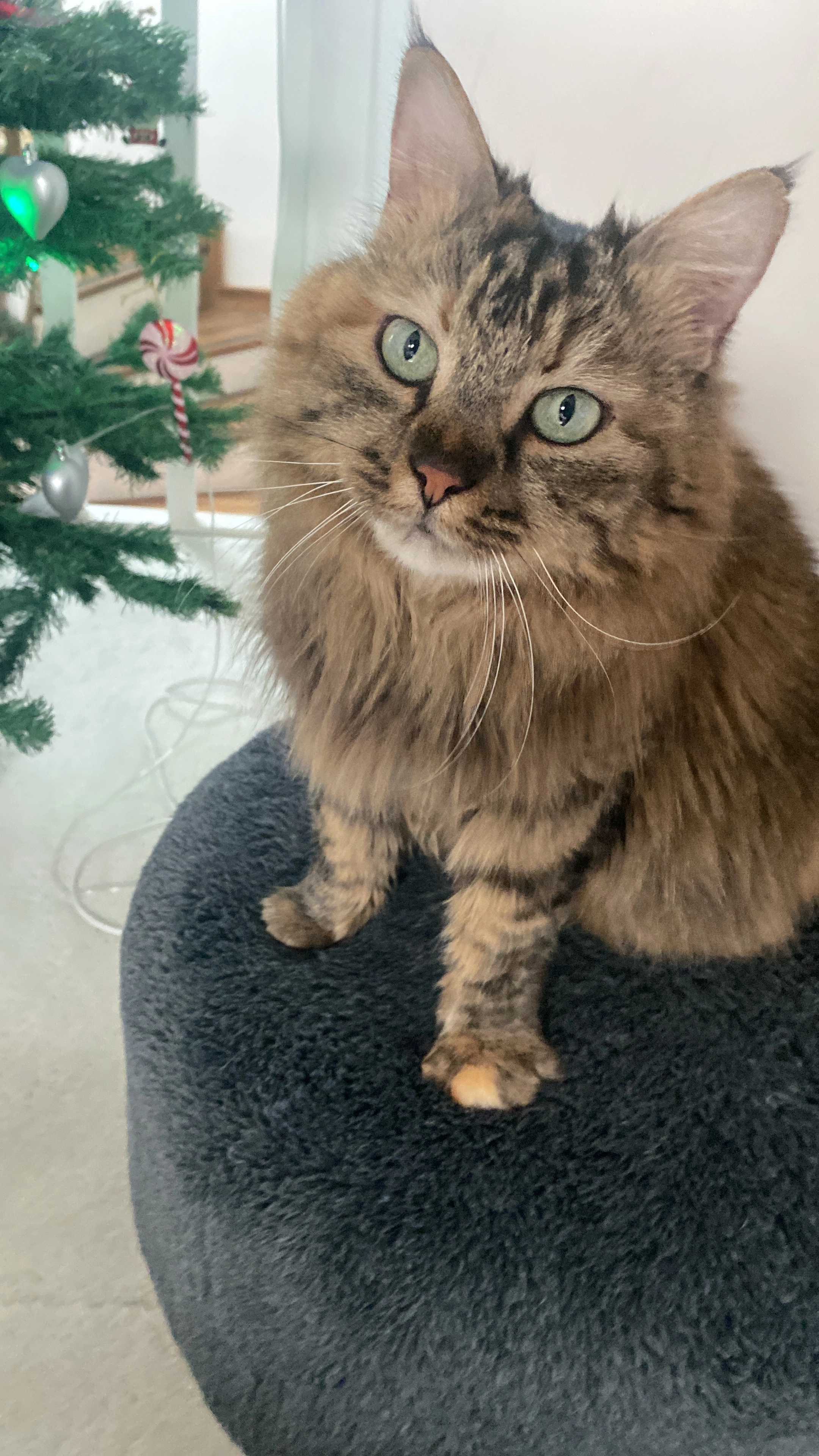 Puffy - 81111, Podgorica