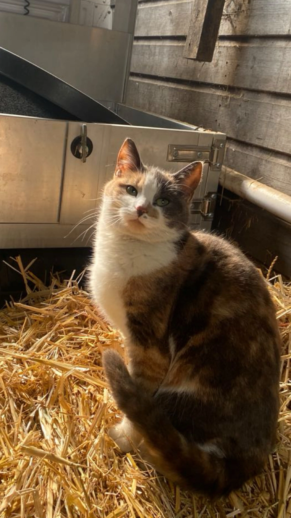 Bella - The Common, Earlswood lakes 