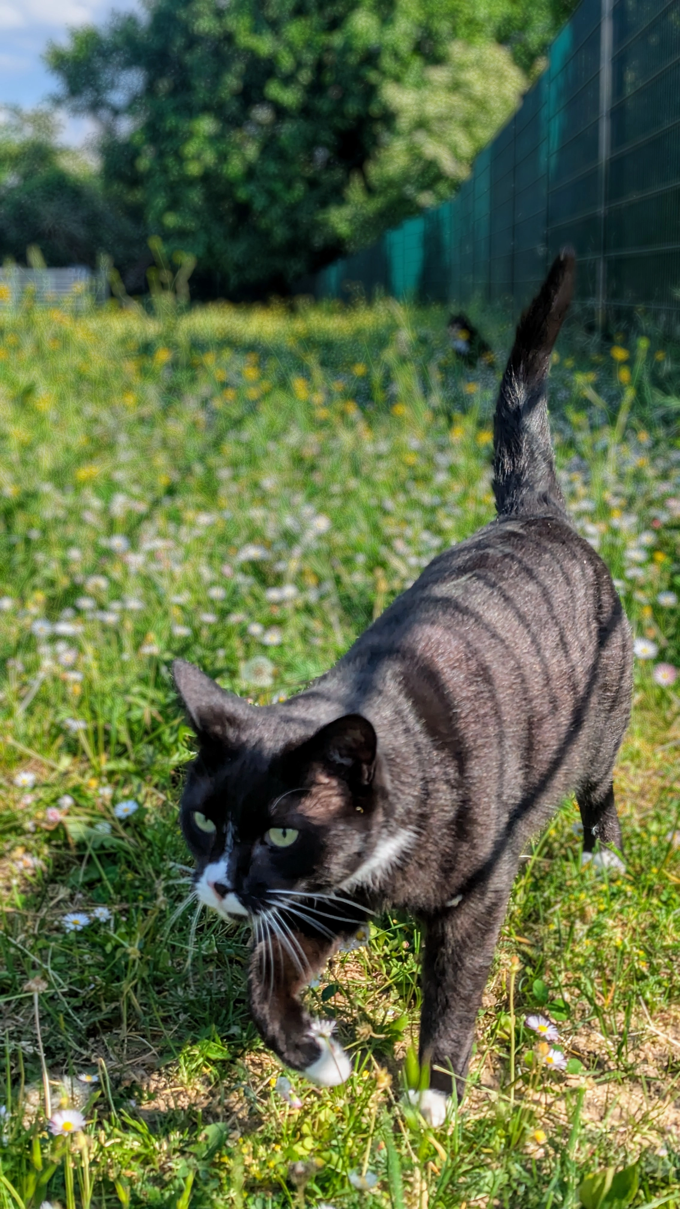 Mozzie - Clara-Schumann-Ring, Hambrücken