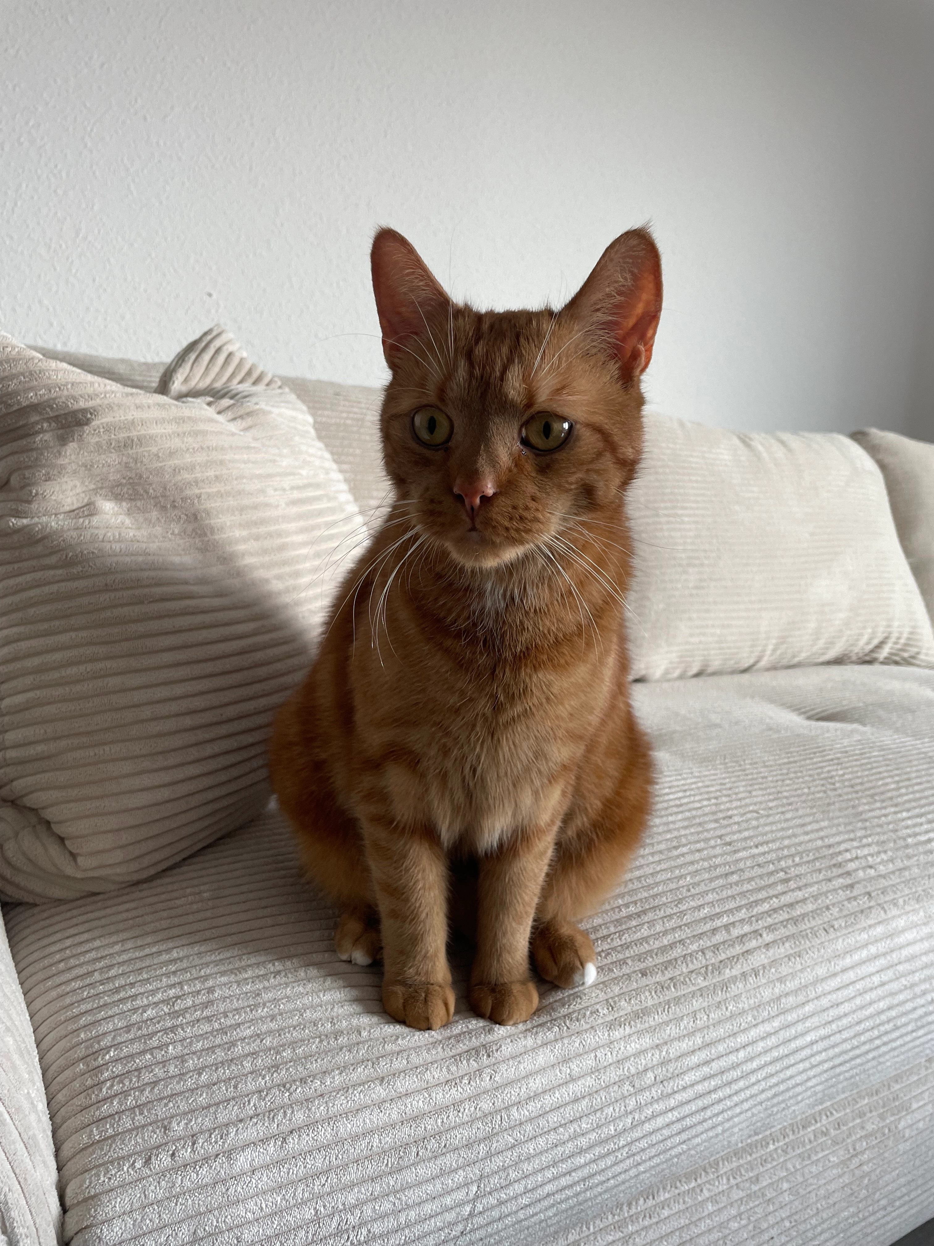 Mio - Ernst-Thälmann-Straße 48, Fürstenwalde/Spree