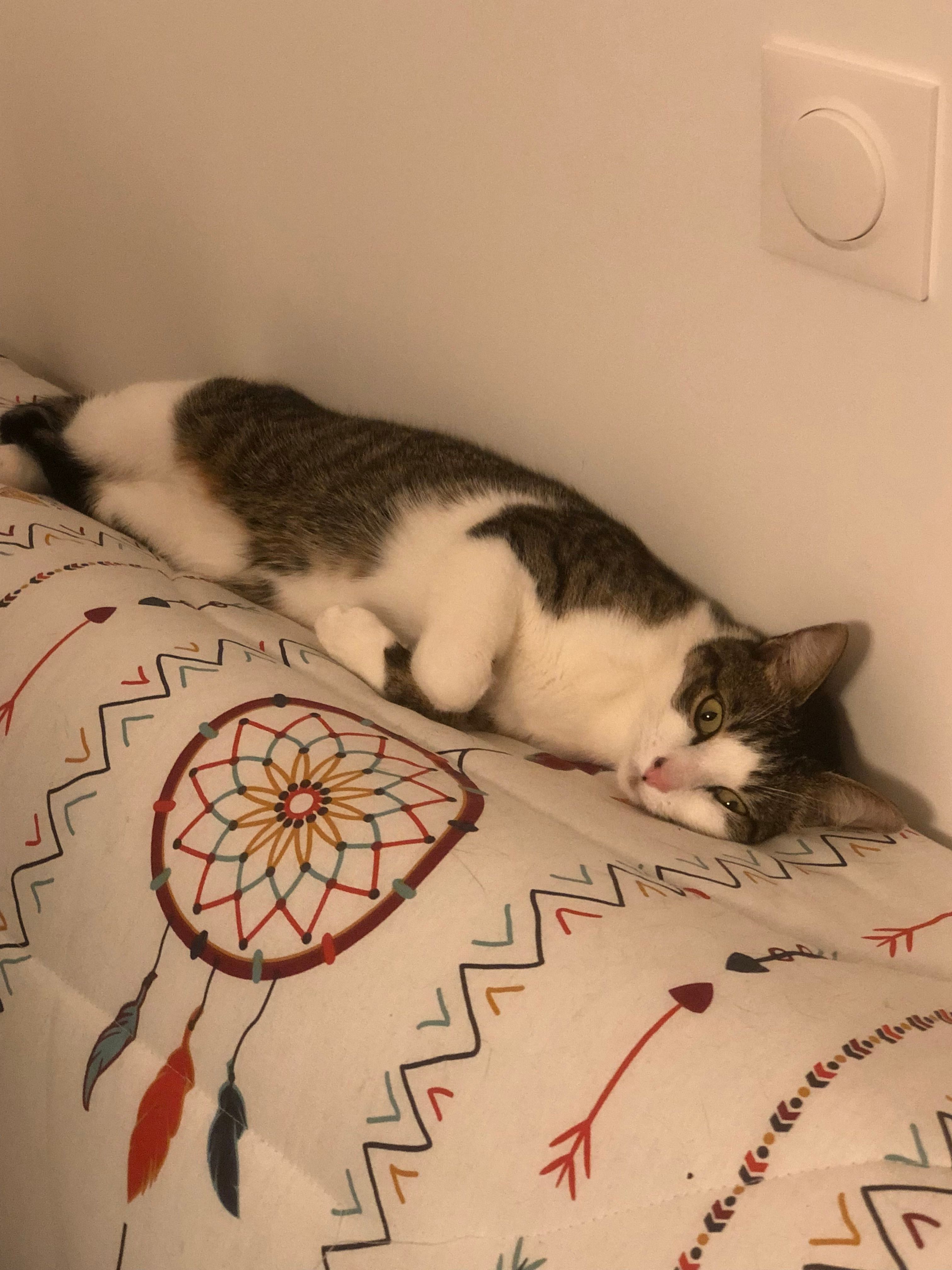 Olaf - Rue Fernand de Magellan, Trélazé