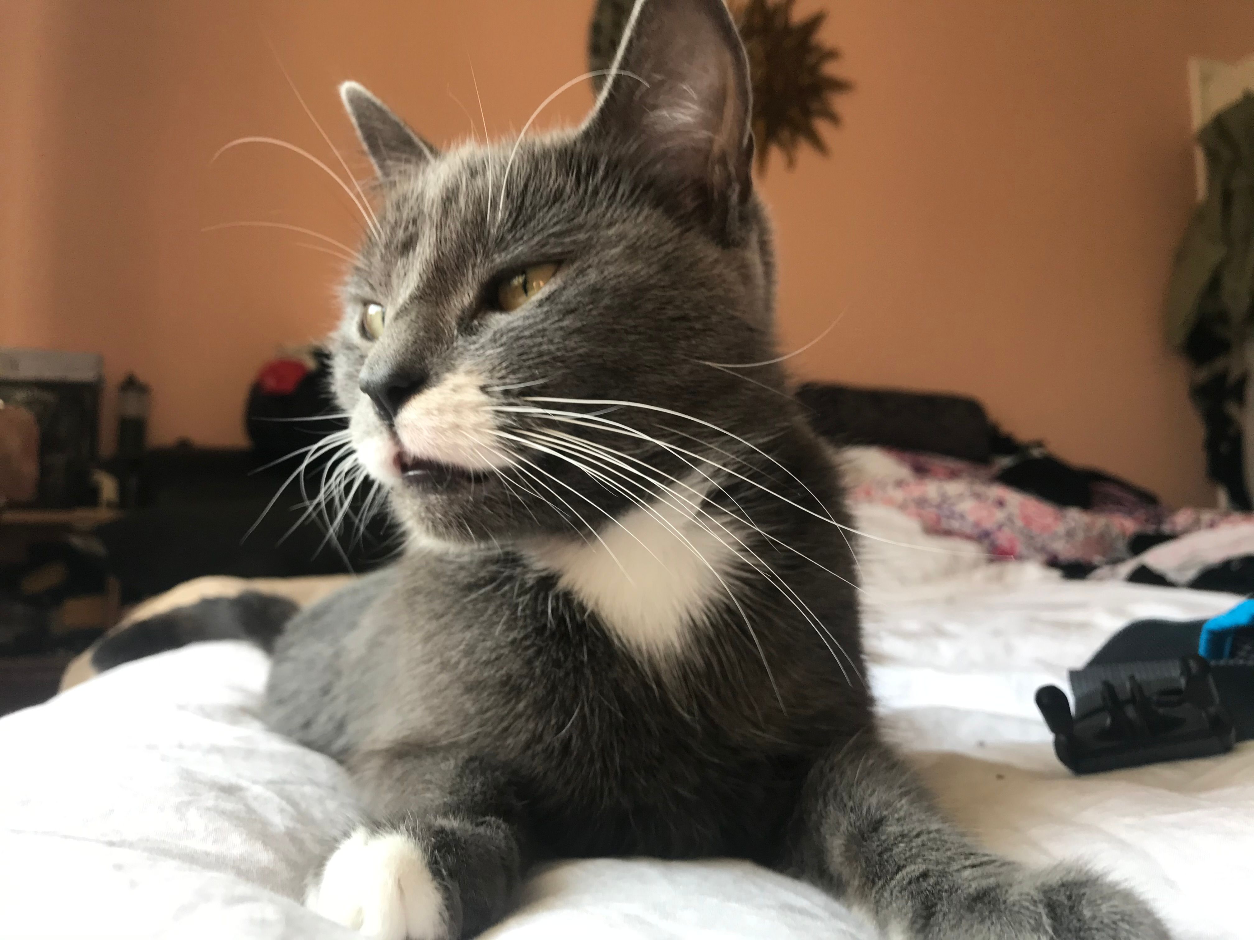 Bella - Pinetree, Durham