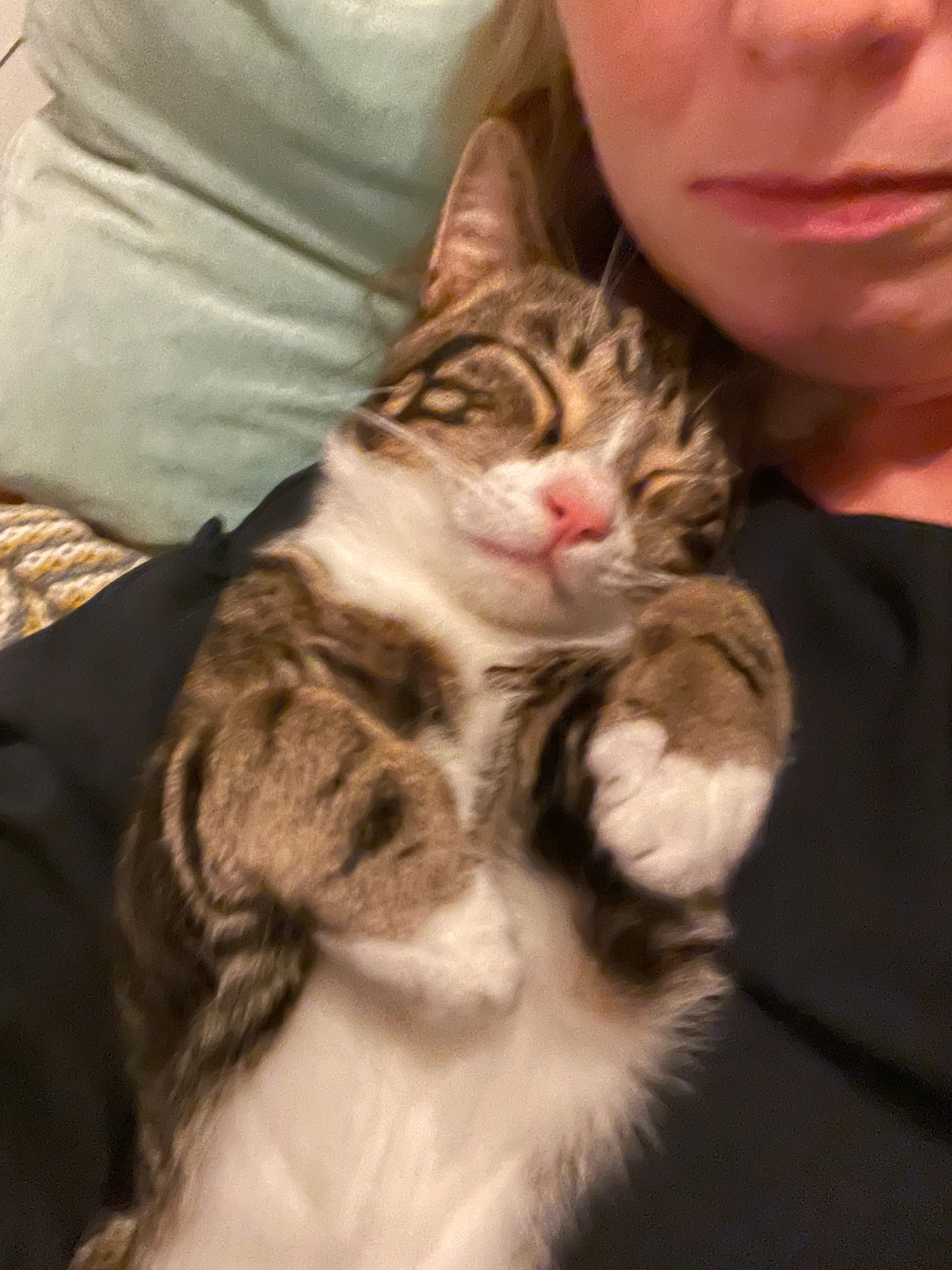 Freddie - Alresford Road, Winchester