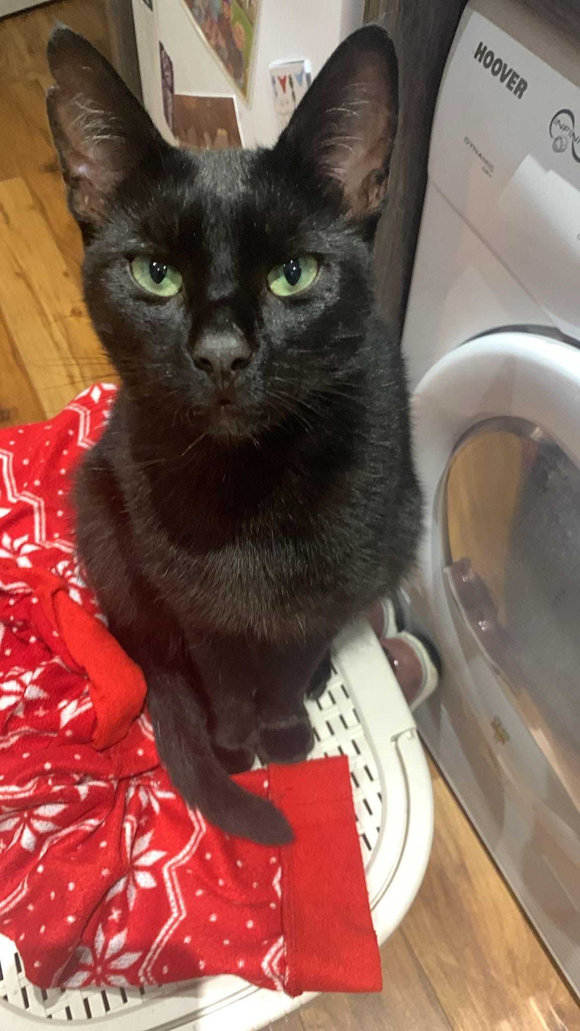 Jack  - Rathbeg, Kinsale