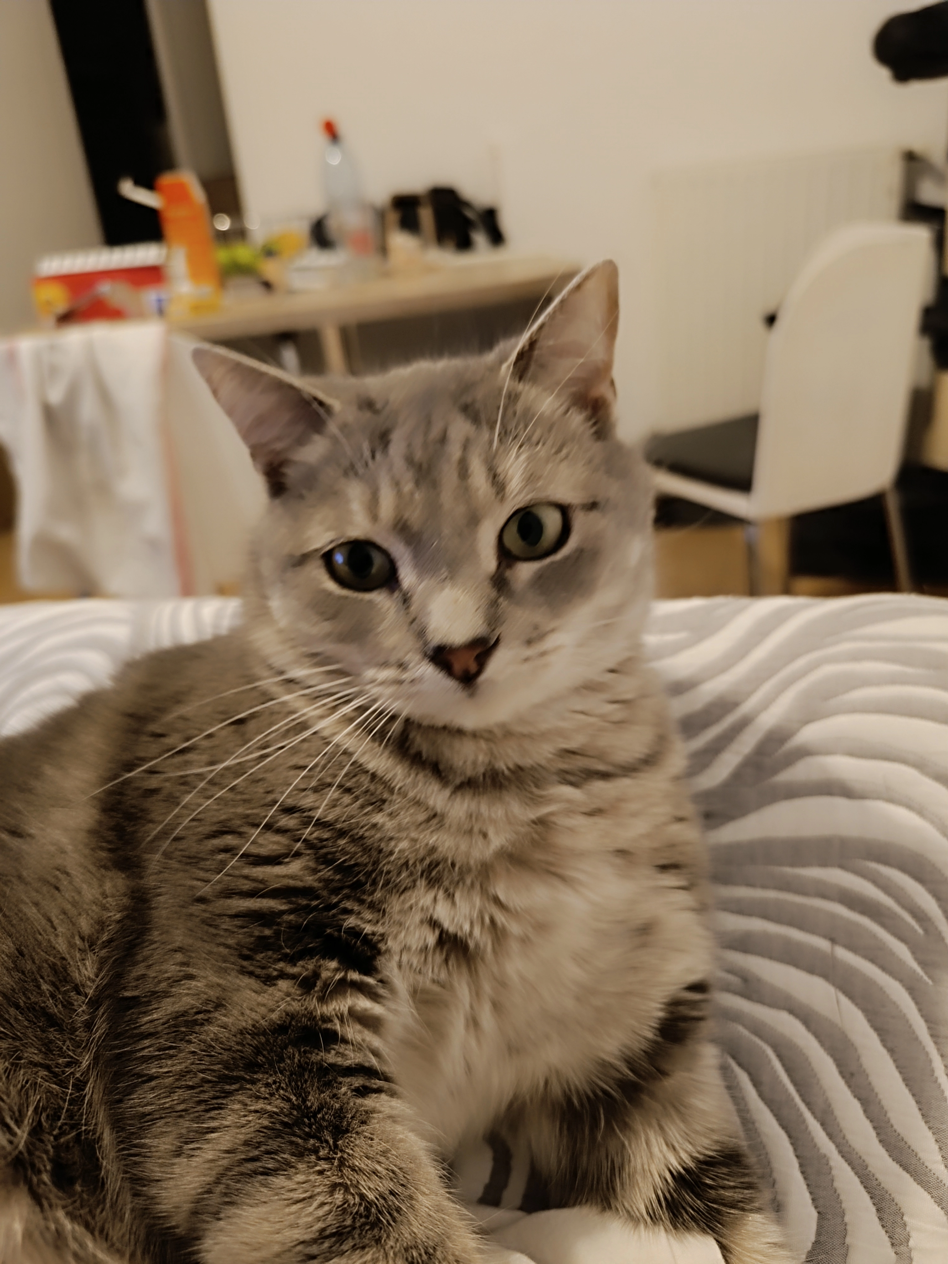 Smooky  - 11 Rue Monseigneur Yves Plumey, Vannes