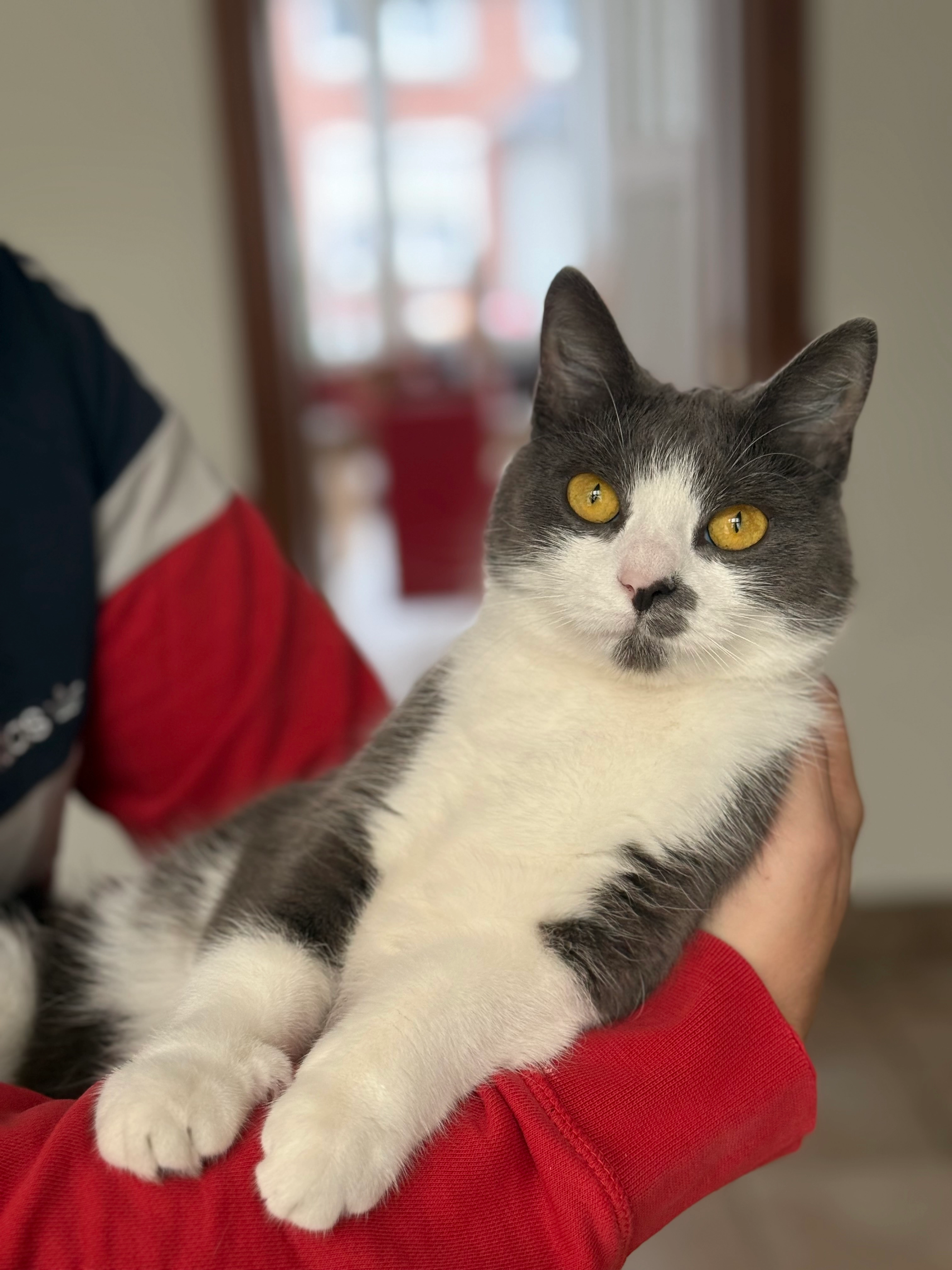 Hinata - Place Roi Albert Ier, Rochefort