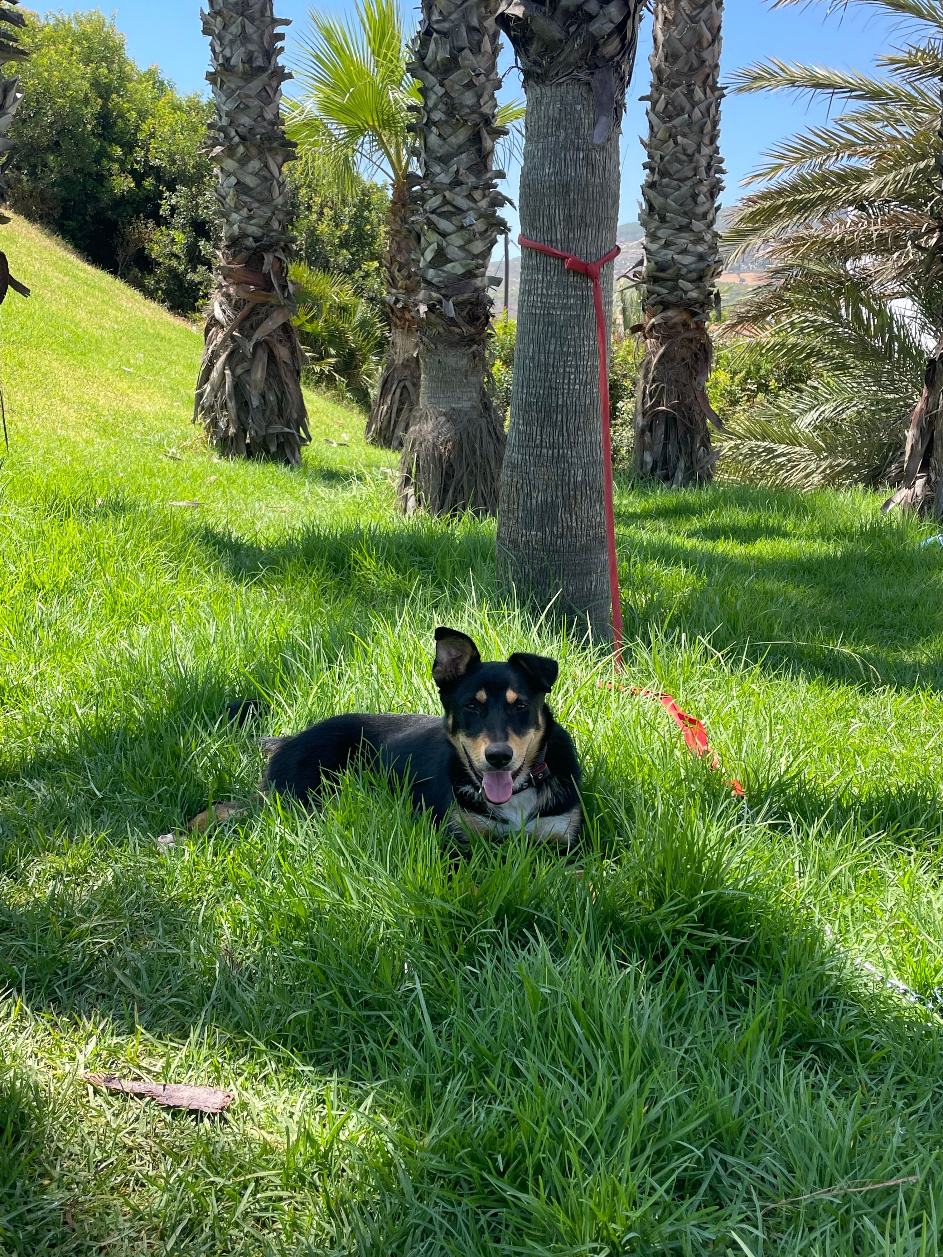 Zitoune - 34 Rue de la Martre, Narbonne