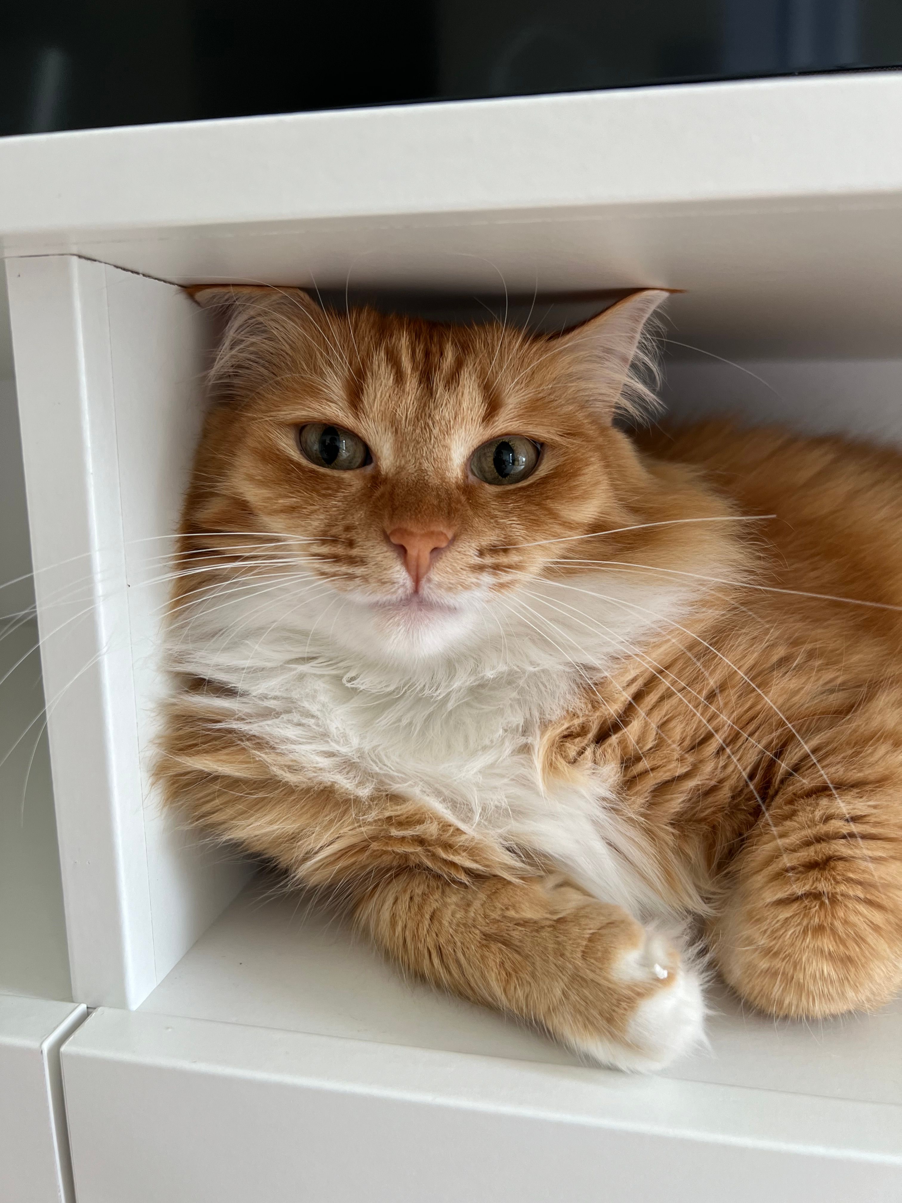 Fibi - 74502, Pillapalu