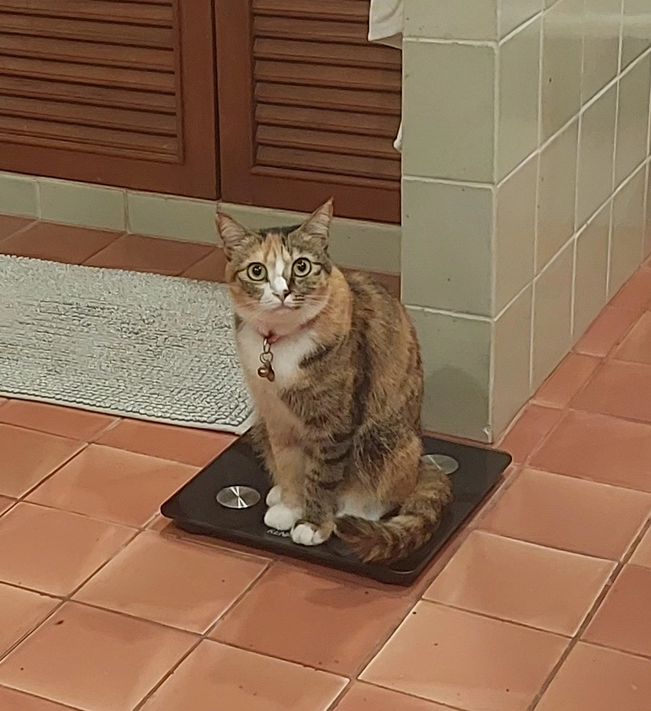 Marmalade - ภก.4018, Thalang