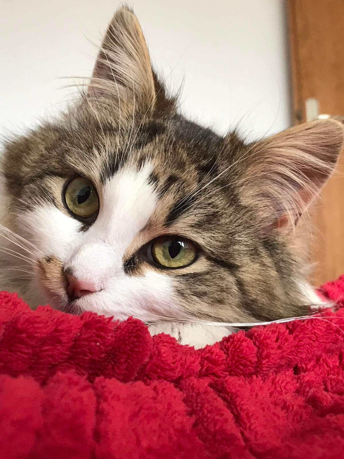 Dolfi - Ižanska cesta 204, Ljubljana