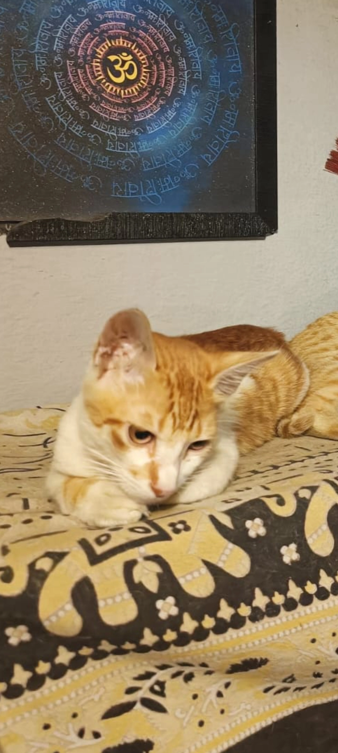 Bittu! 8 months old Orange - Annaswamy Mudaliar Road, Shivaji Nagar